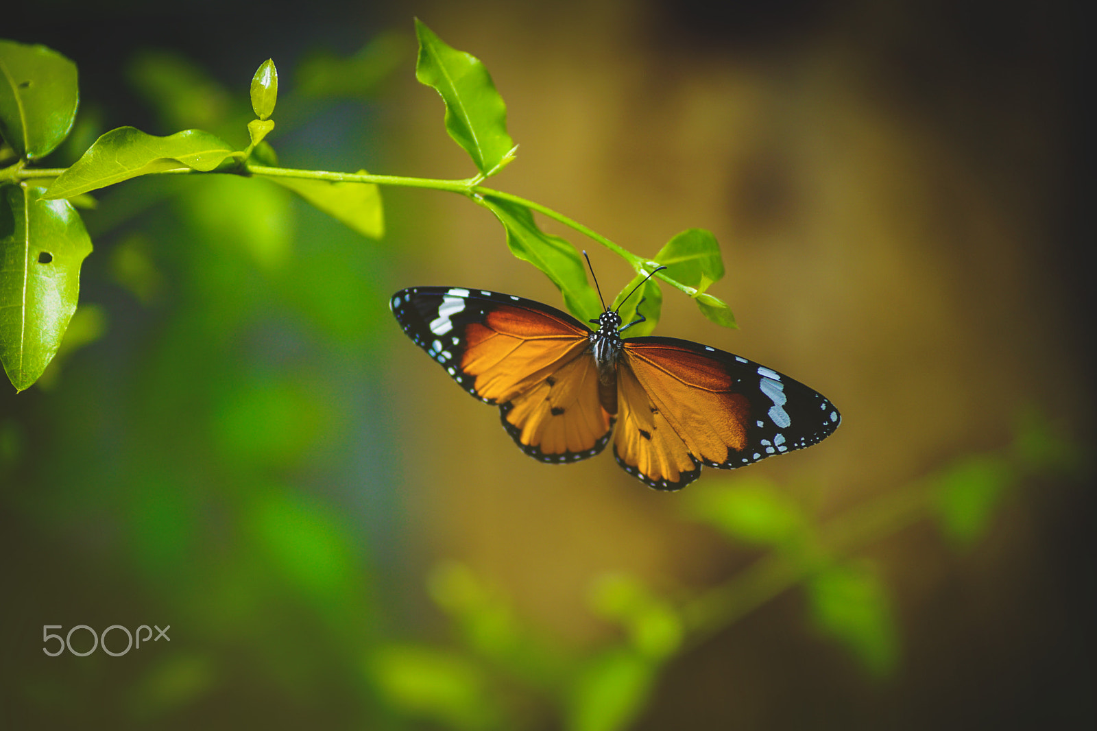 Sony ILCA-77M2 + Sony DT 55-200mm F4-5.6 SAM sample photo. A tiger butterfly photography