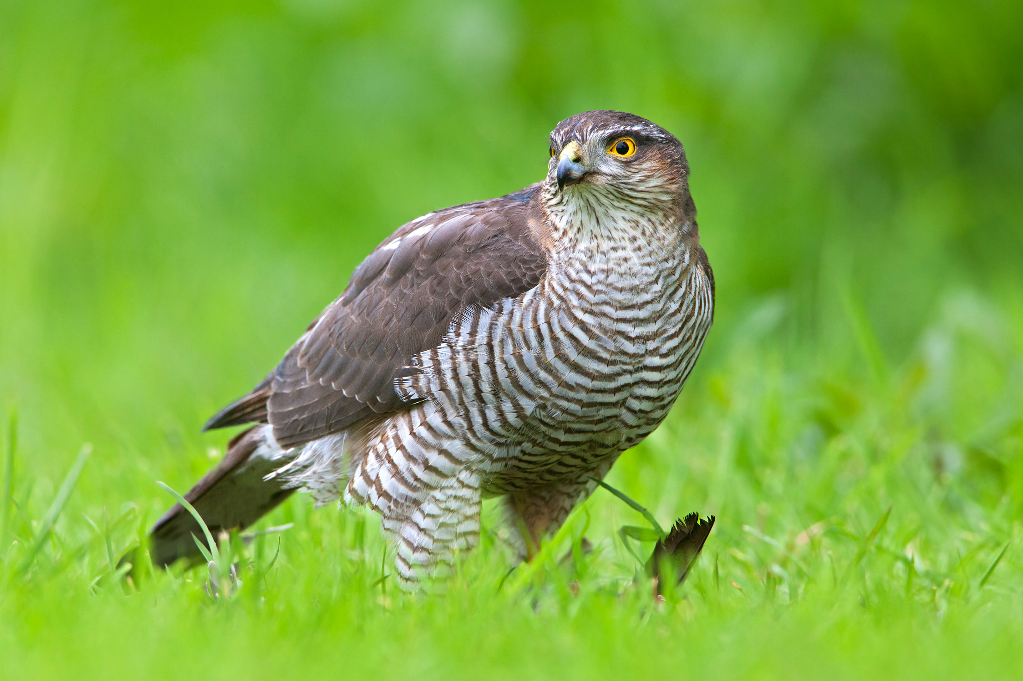 Canon EF 500mm F4L IS USM sample photo. Eurasian sparrowhawk ii photography