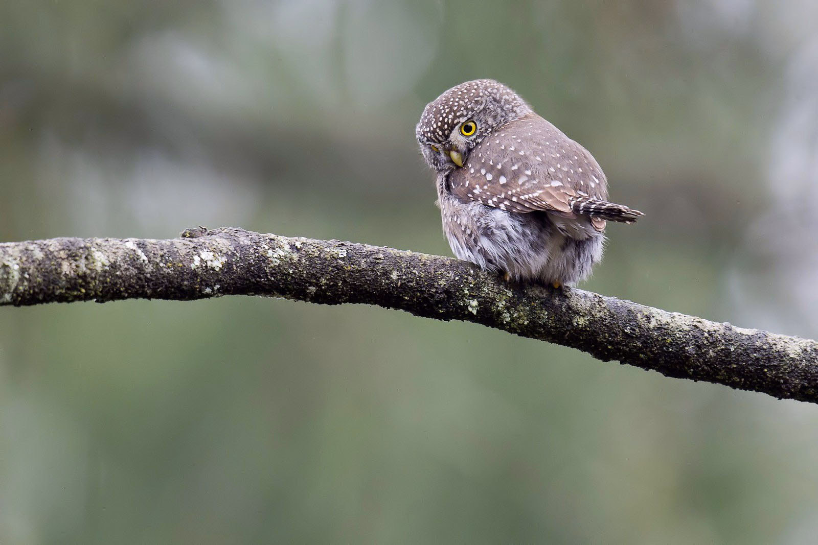 Nikon D7200 + Nikon AF-S Nikkor 500mm F4G ED VR sample photo. Are you checking my bum? photography