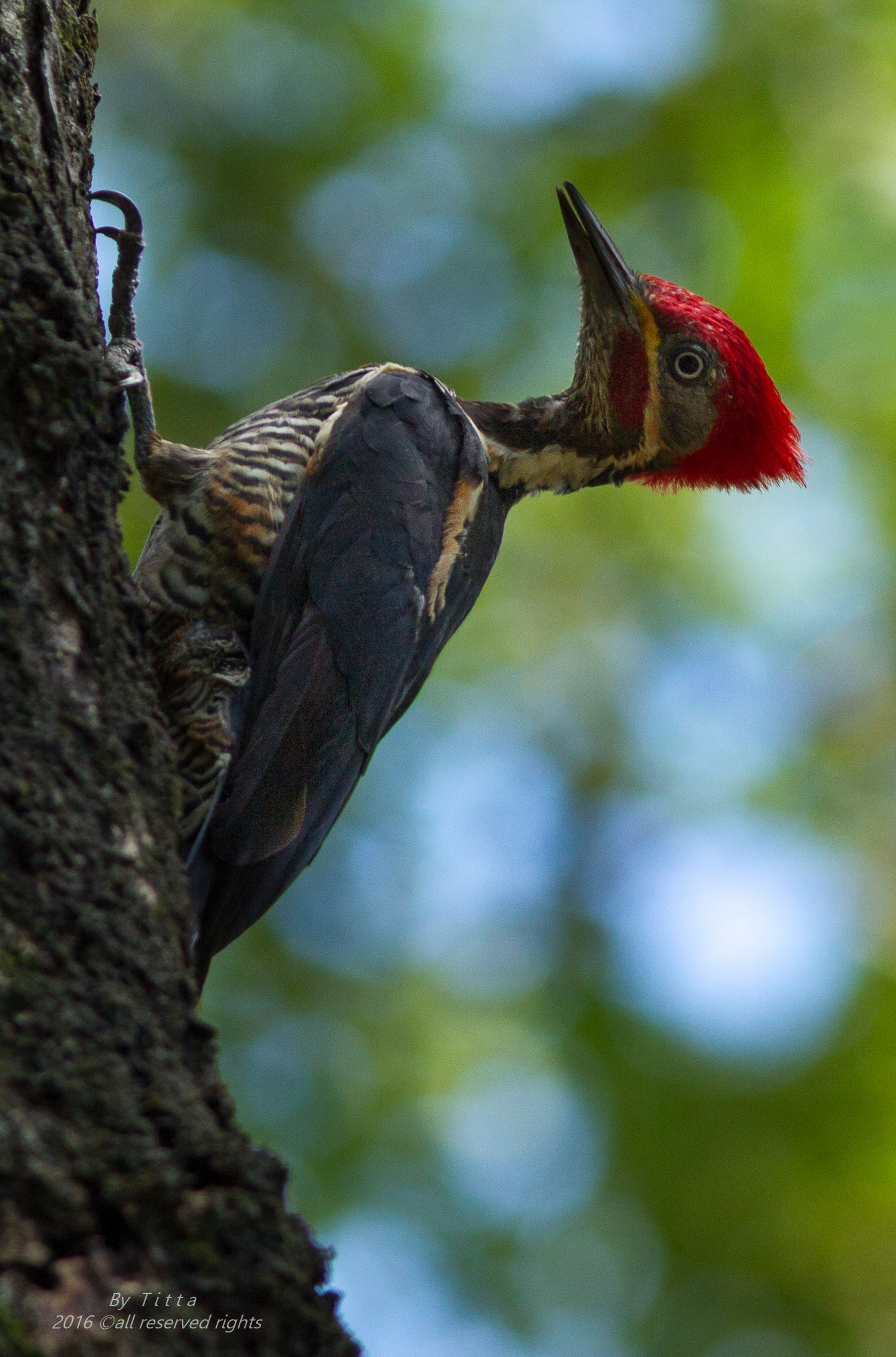 Canon EF 300mm F4L IS USM sample photo. Pica pau de  banda branca photography