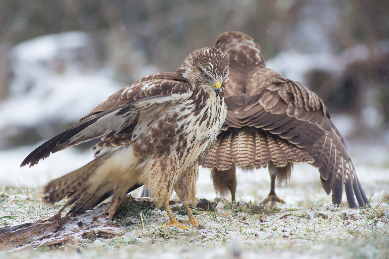 Canon EF 400mm F5.6L USM sample photo. Buse variable photography