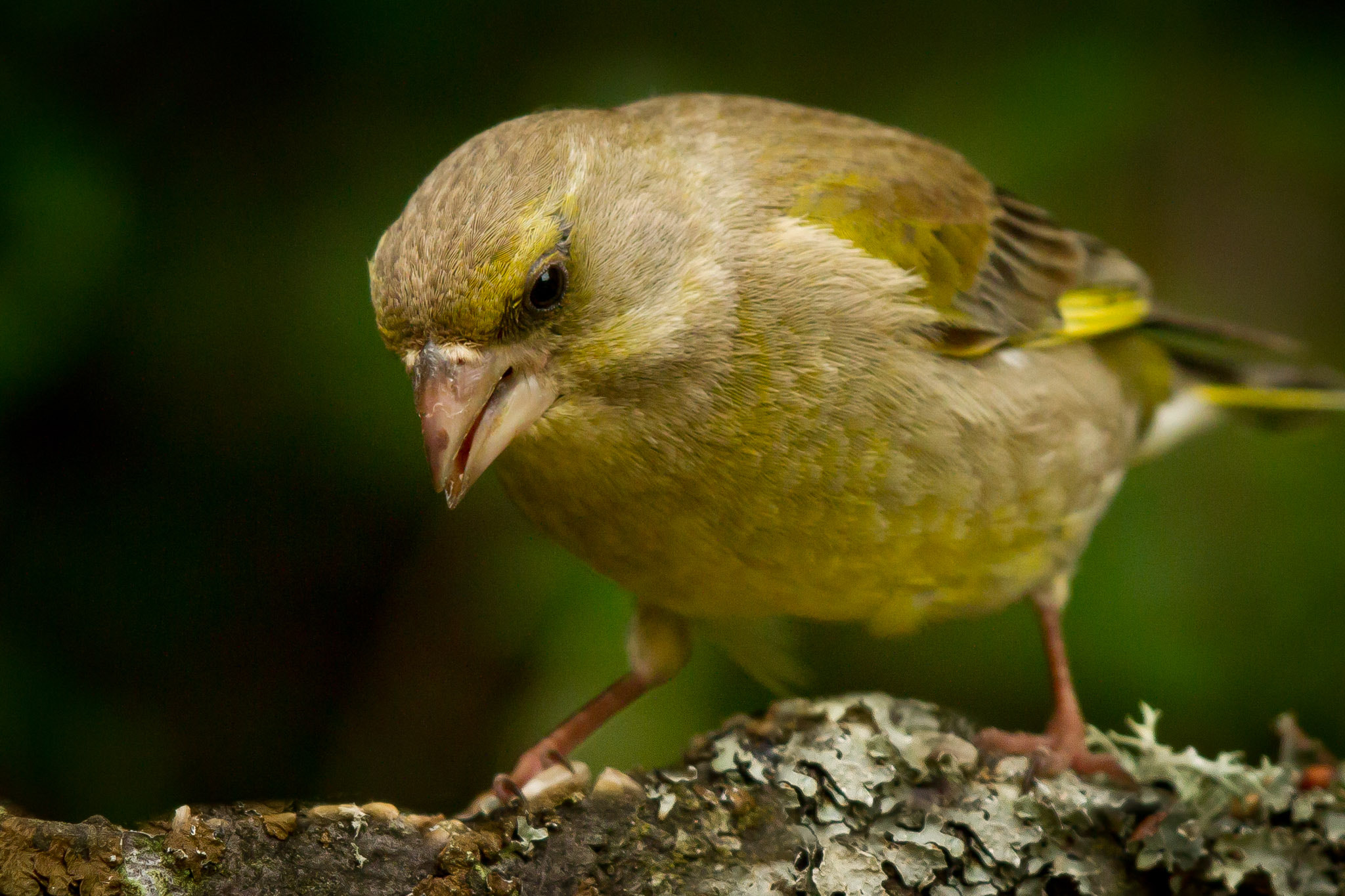 Canon EF 500mm F4L IS II USM sample photo. Greenfinch prowl photography