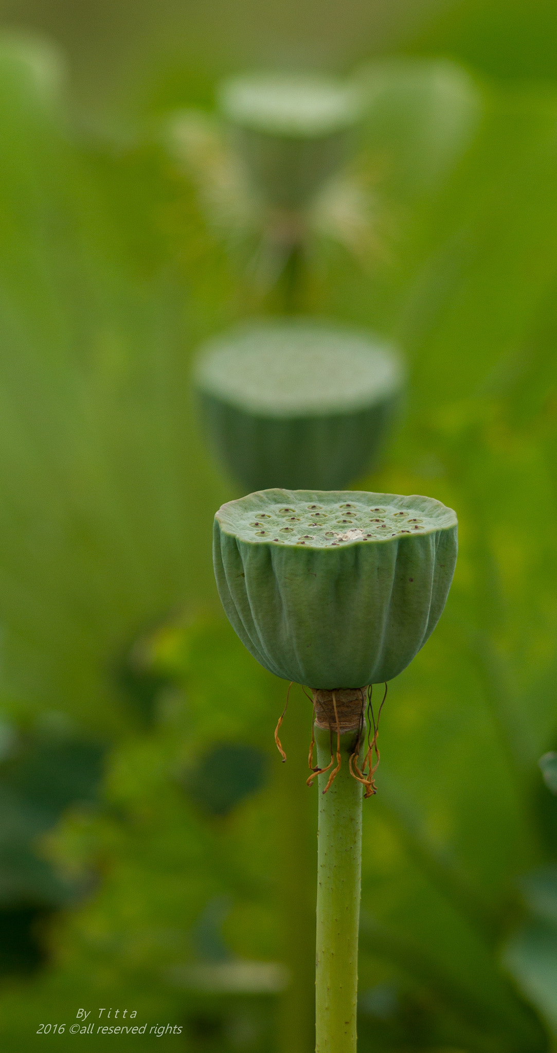 Canon EF 300mm F4L IS USM sample photo
