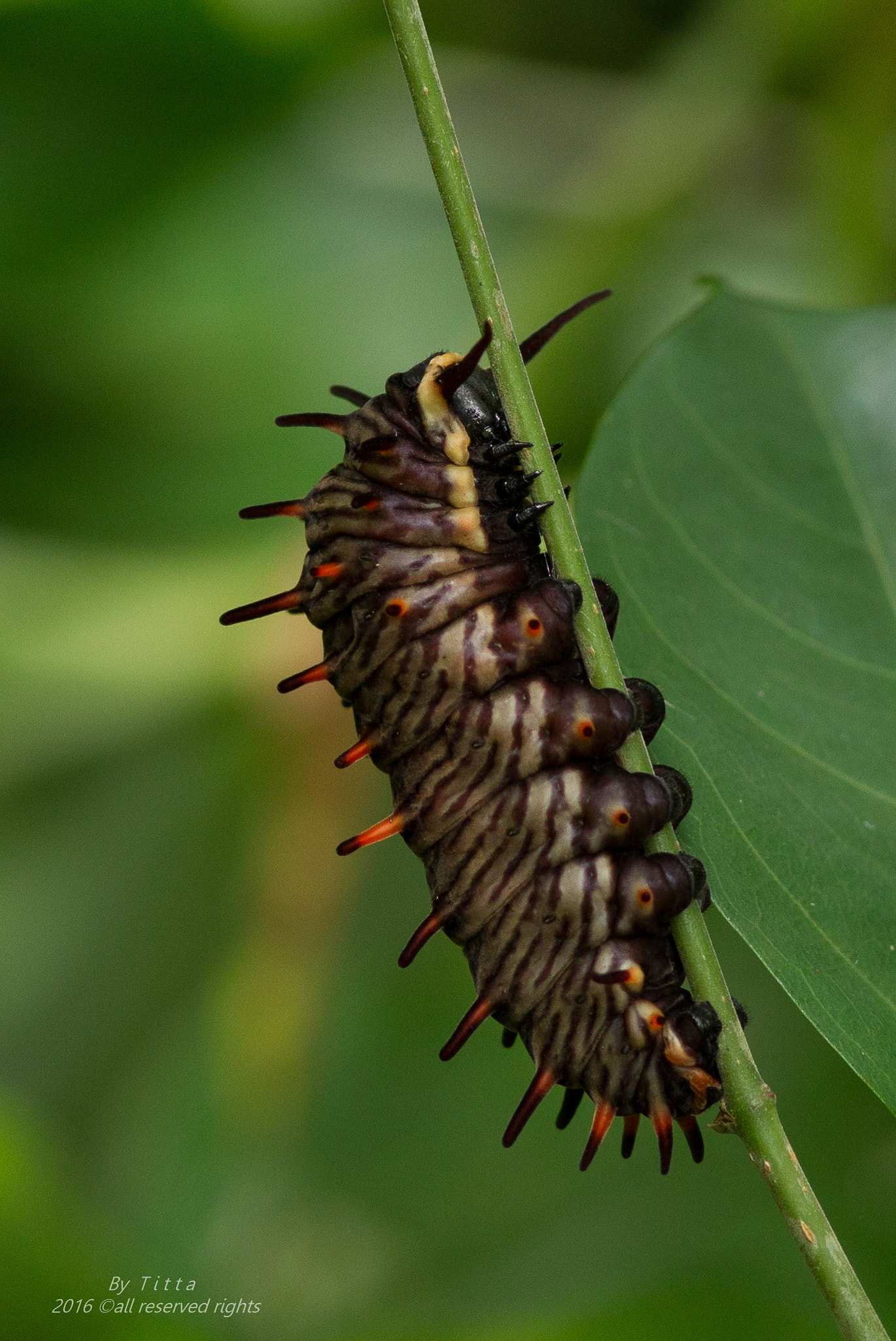 Canon EF 300mm F4L IS USM sample photo