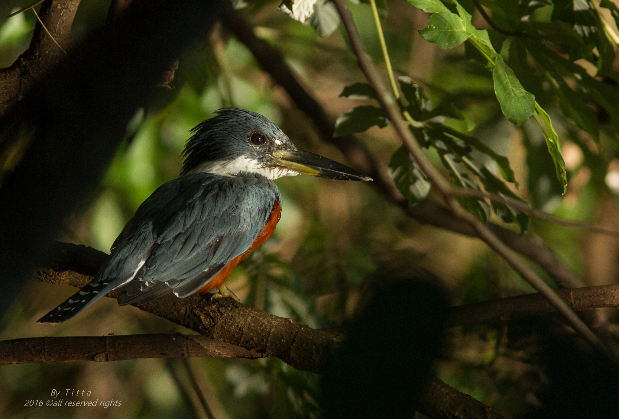 Canon EF 300mm F4L IS USM sample photo. Martim pescador grande photography