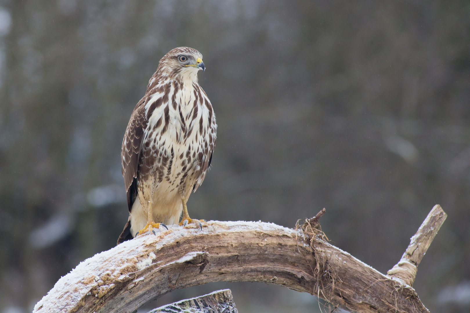 Canon EF 400mm F5.6L USM sample photo. Buse variable photography