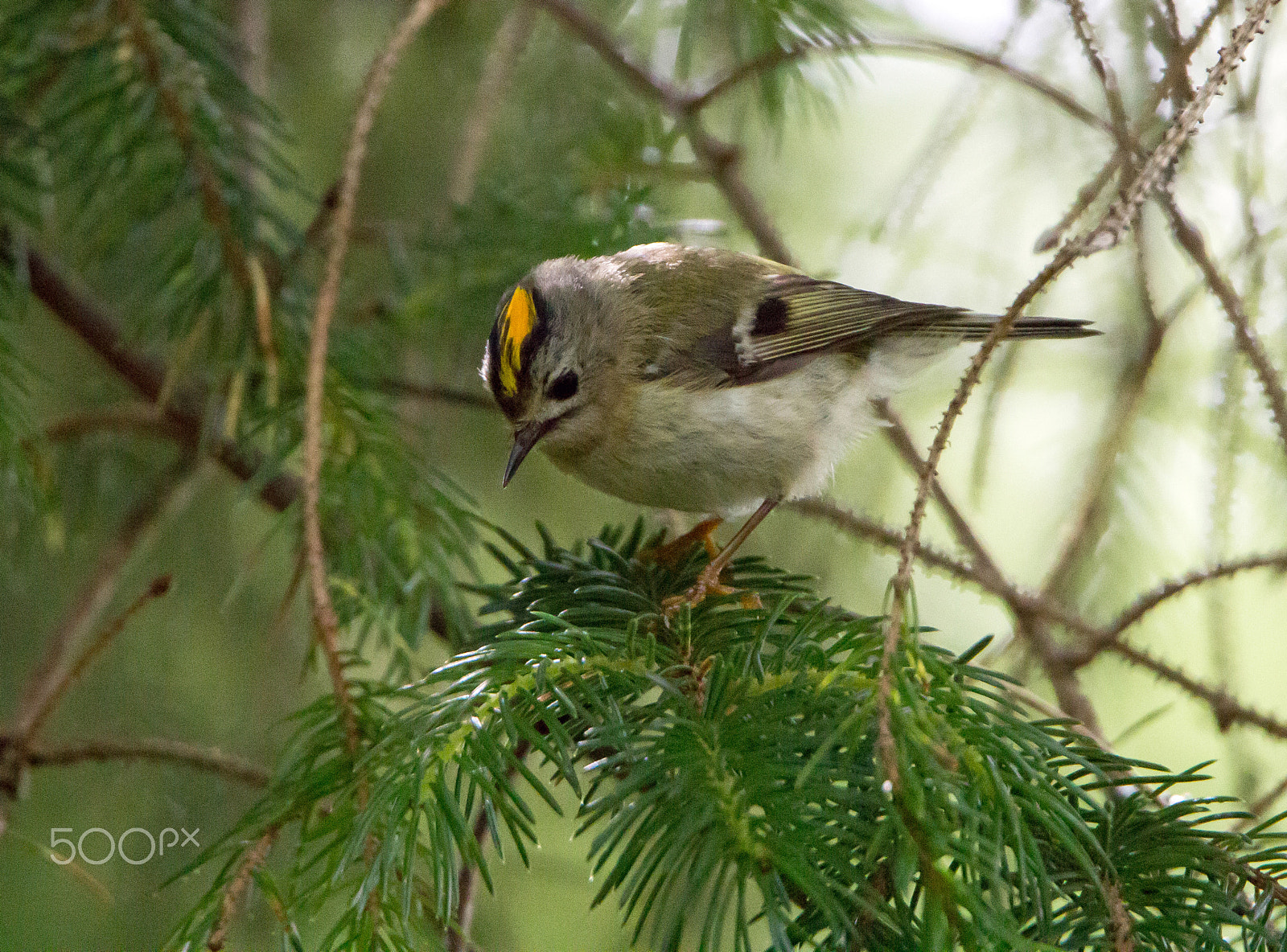 Tamron SP 150-600mm F5-6.3 Di VC USD sample photo. Goldcrest photography