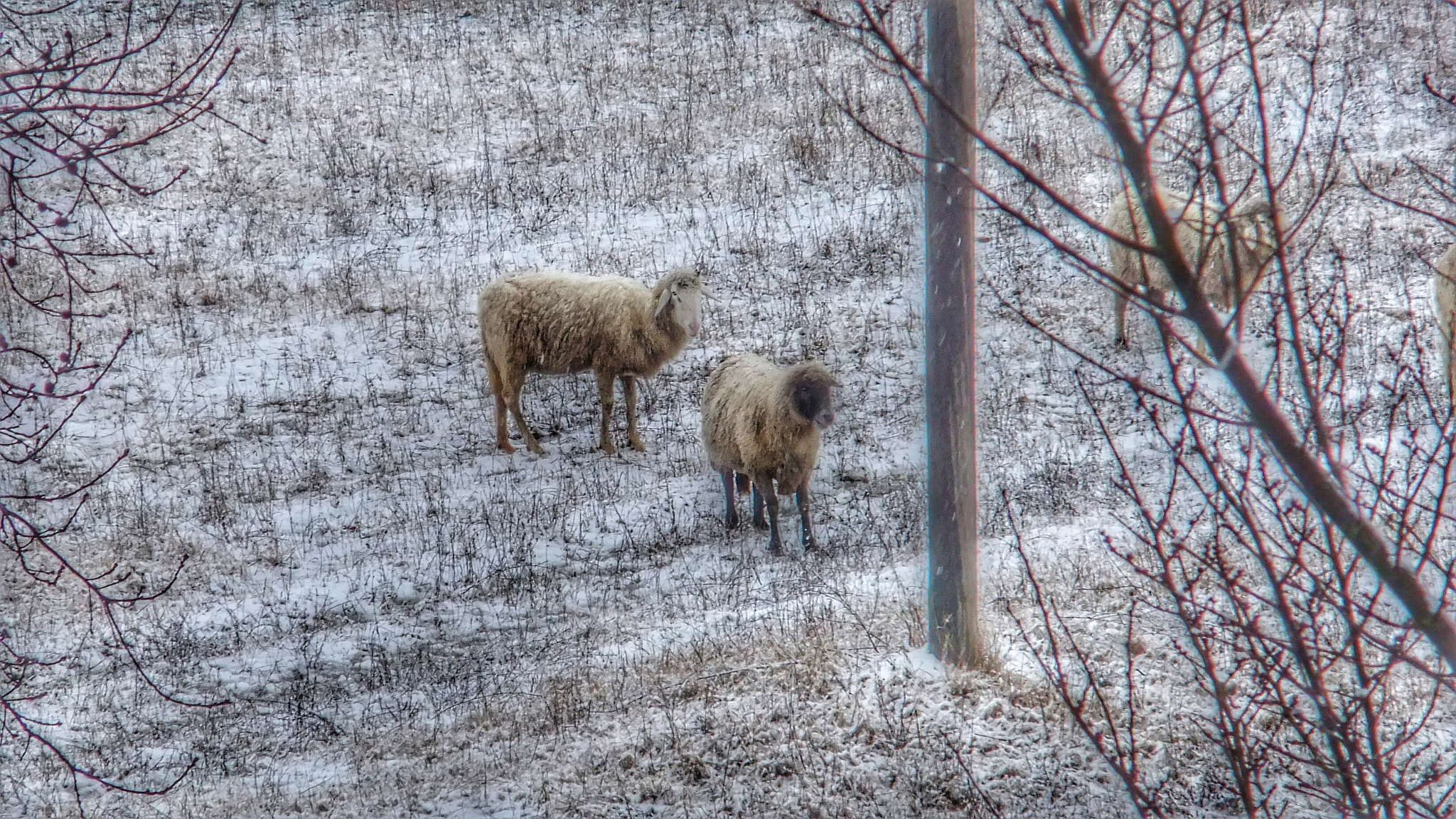 FujiFilm FinePix JZ300 (FinePix JZ305) sample photo. Sheep photography