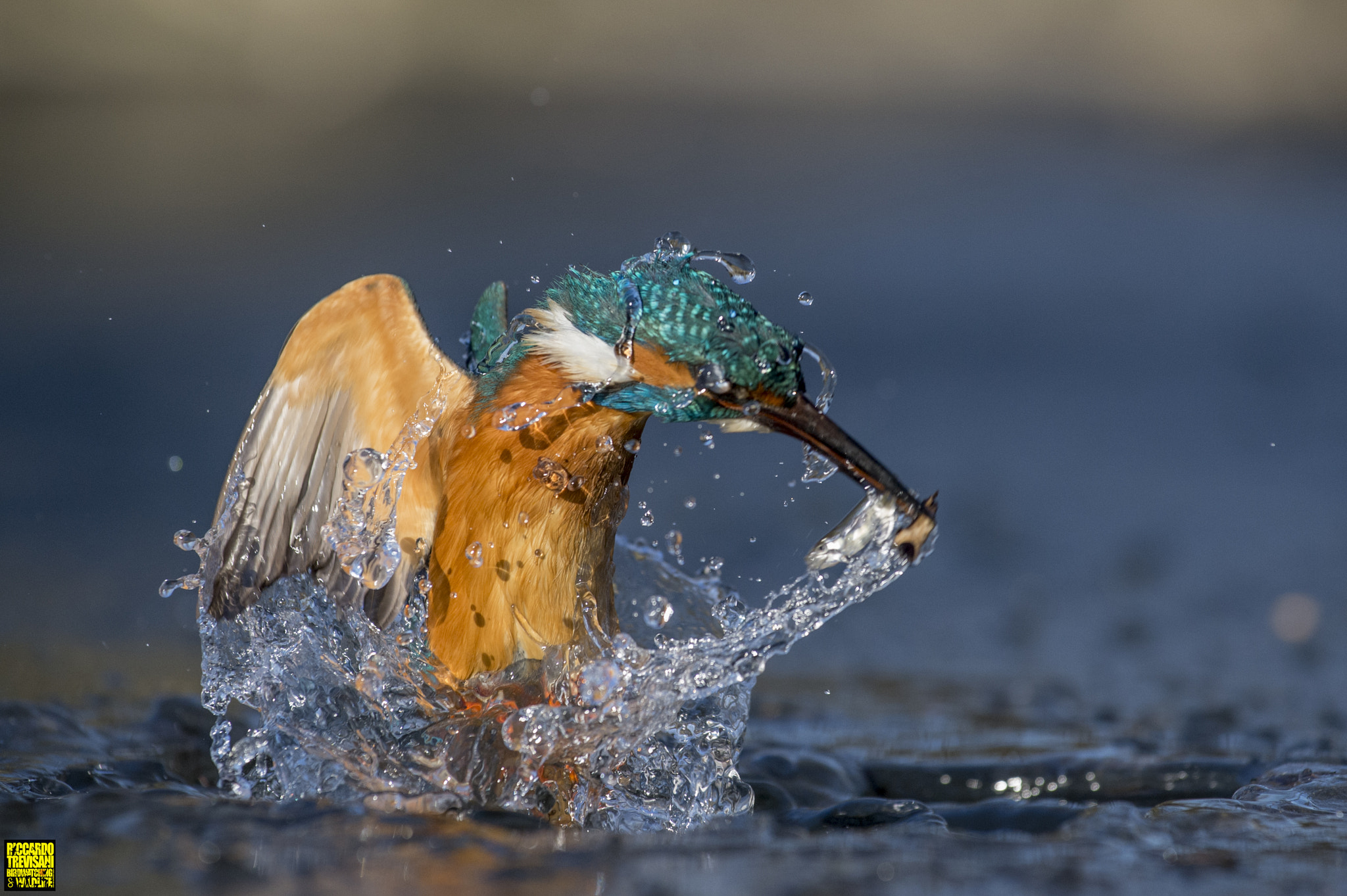 Nikon AF-S Nikkor 70-200mm F4G ED VR sample photo. One more fish for the king photography