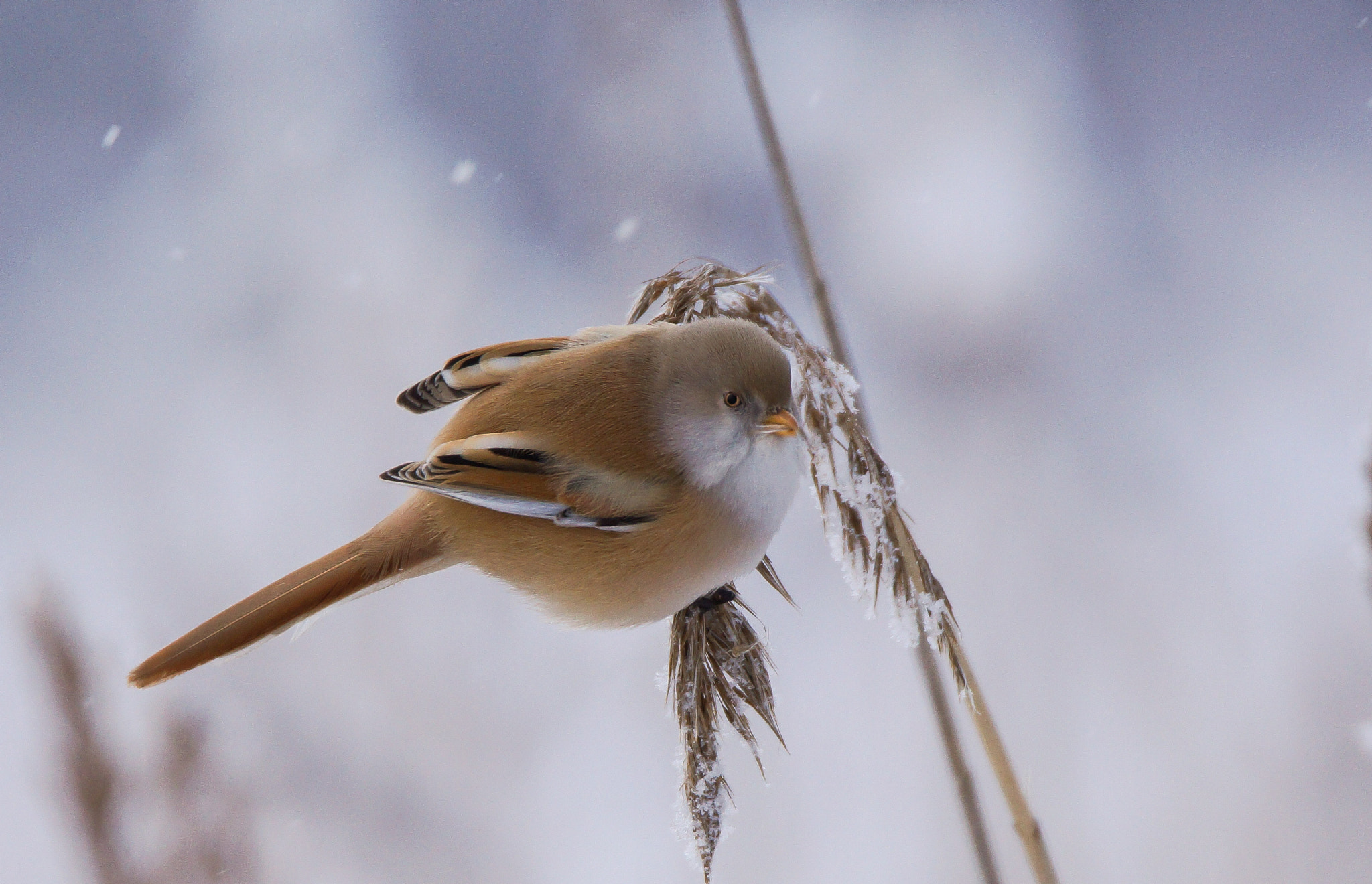 Sony SLT-A65 (SLT-A65V) + Tamron SP 150-600mm F5-6.3 Di VC USD sample photo. Bearded reedling female photography
