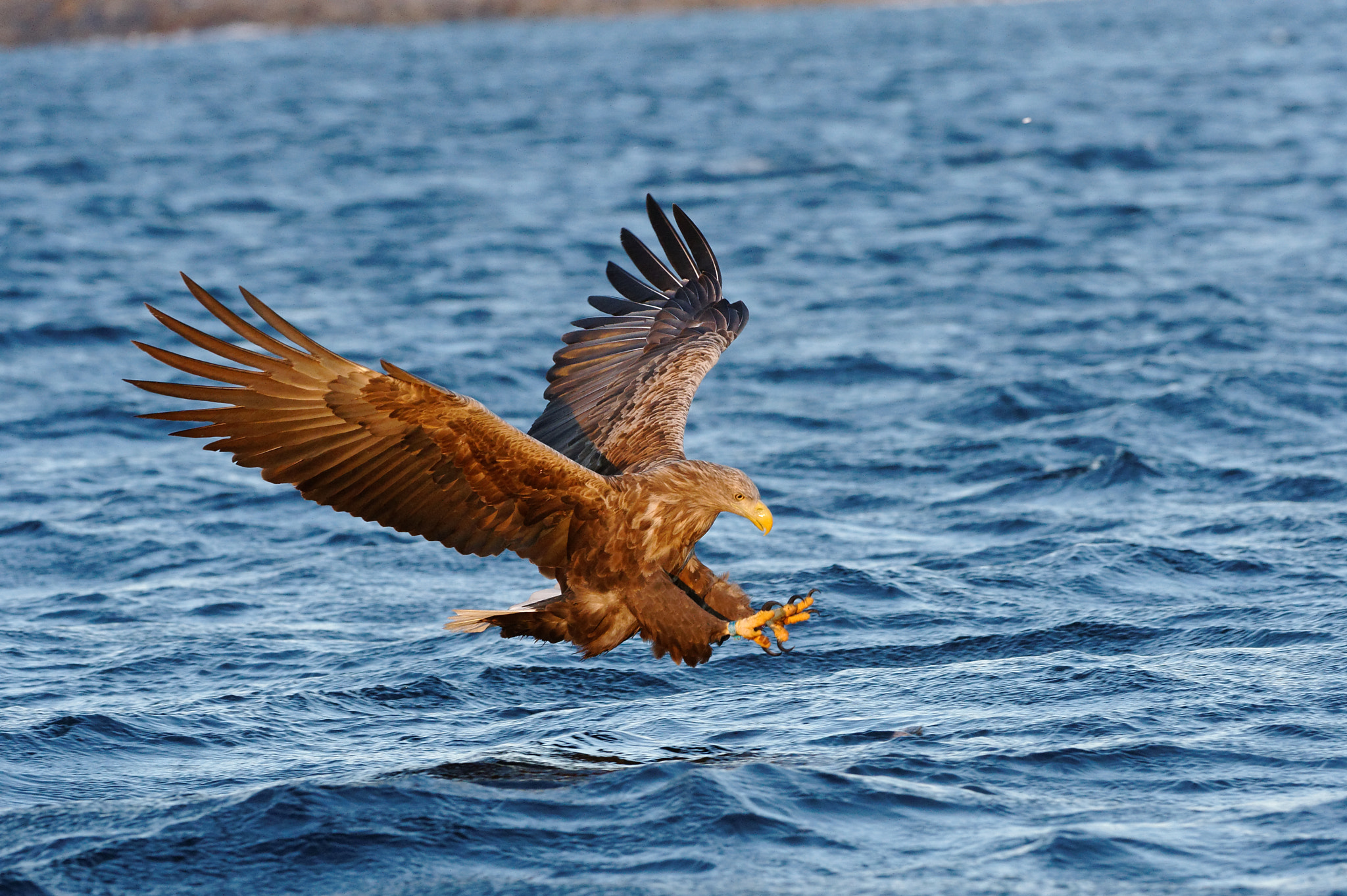 Nikon AF-S Nikkor 200-400mm F4G ED-IF VR sample photo. Catch of the day photography