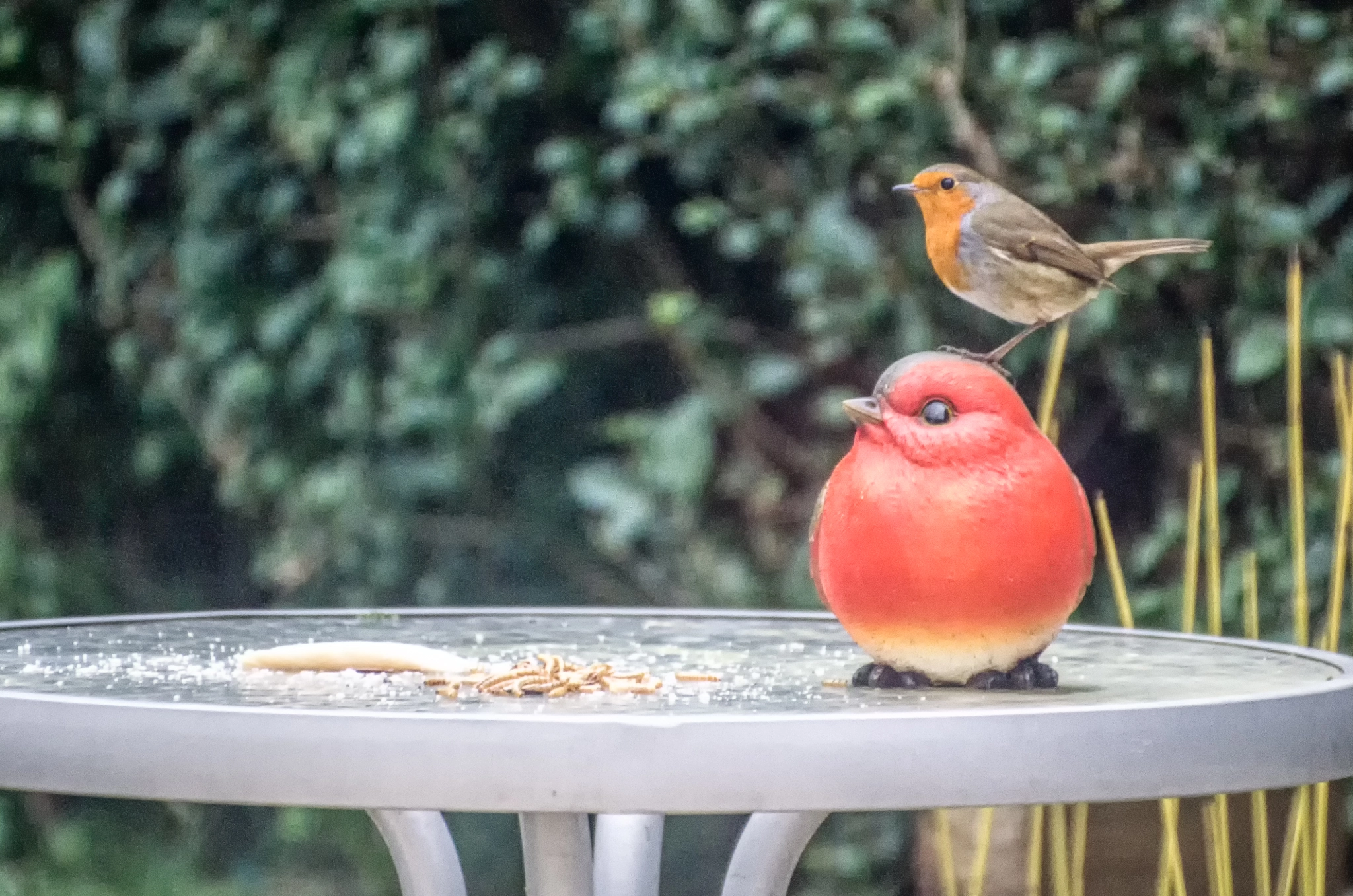 Sigma 70-300mm F4-5.6 DG OS sample photo. Through the kitchen window photography