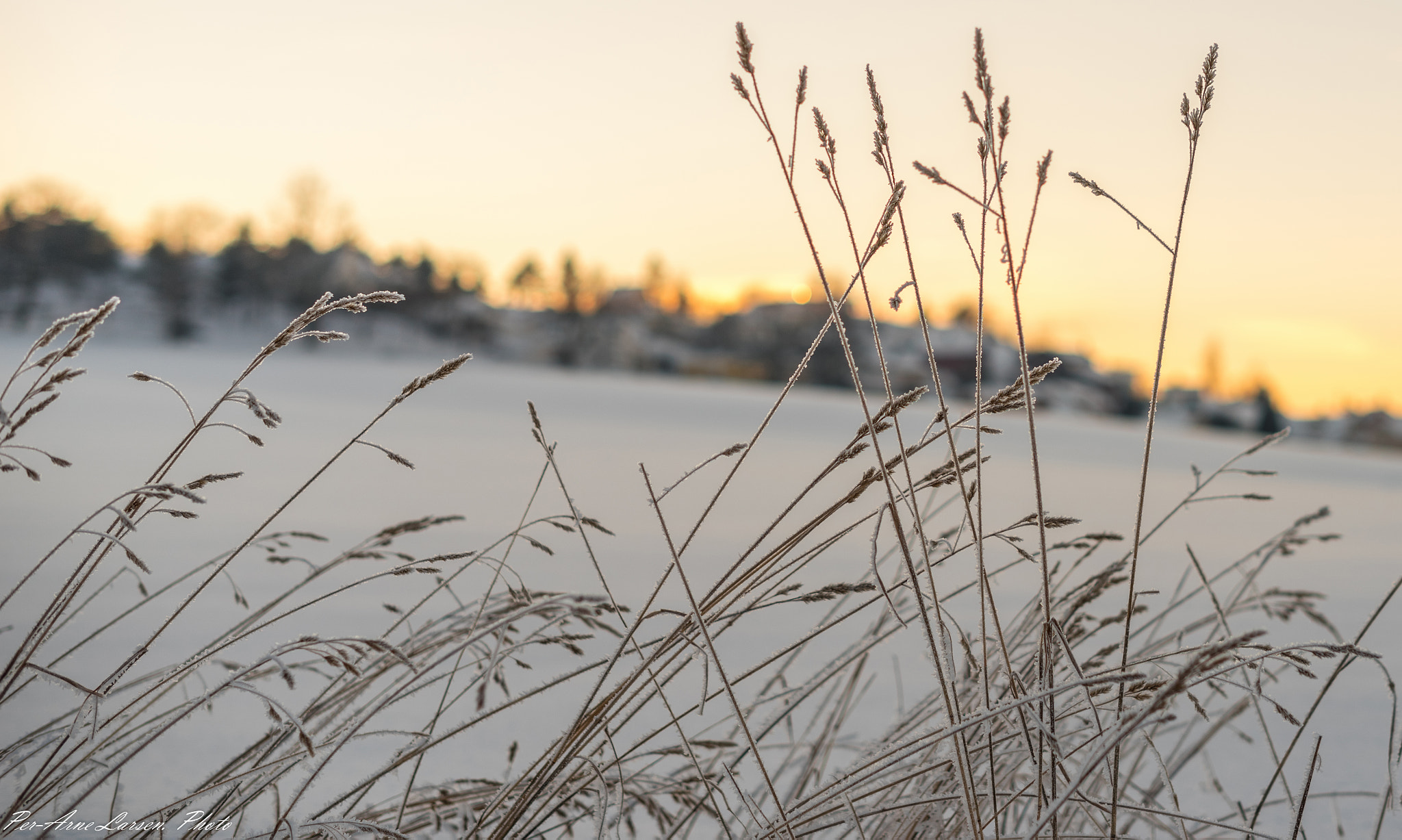 ZEISS Milvus 50mm F1.4 sample photo. Winter time photography