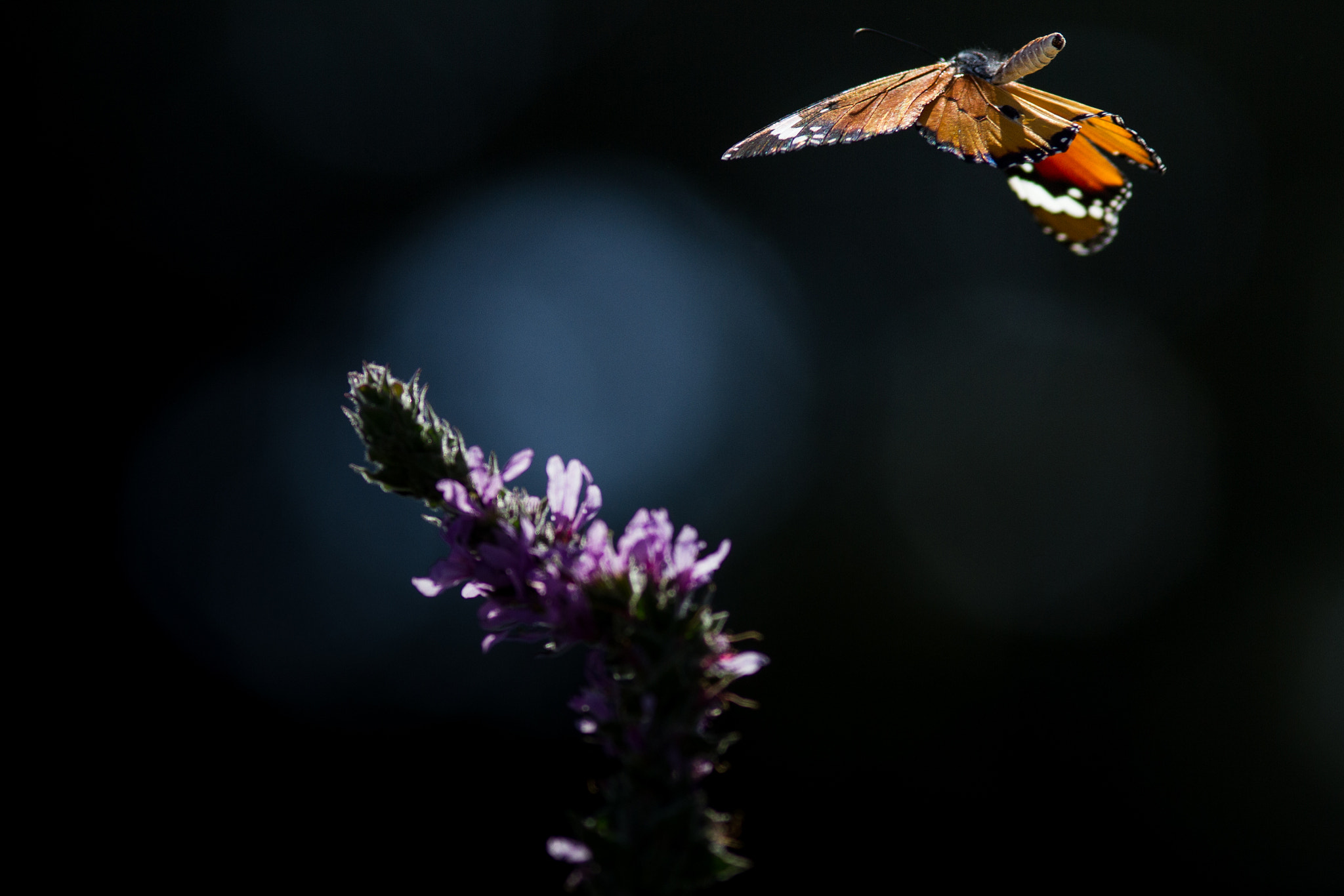 Canon EOS 7D + Canon EF 200mm F2.8L II USM sample photo. Saritkr-2835.jpg photography