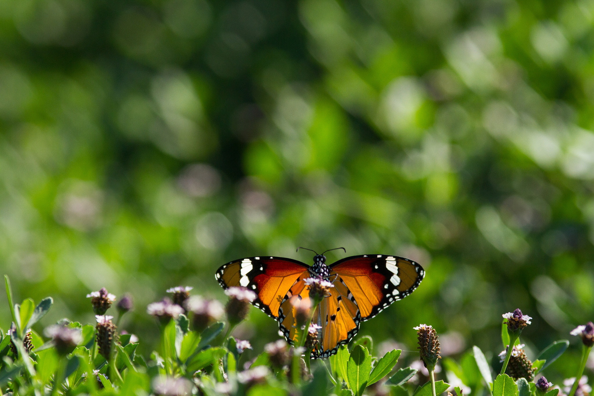 Canon EOS 7D + Canon EF 200mm F2.8L II USM sample photo. Saritkr-2637.jpg photography
