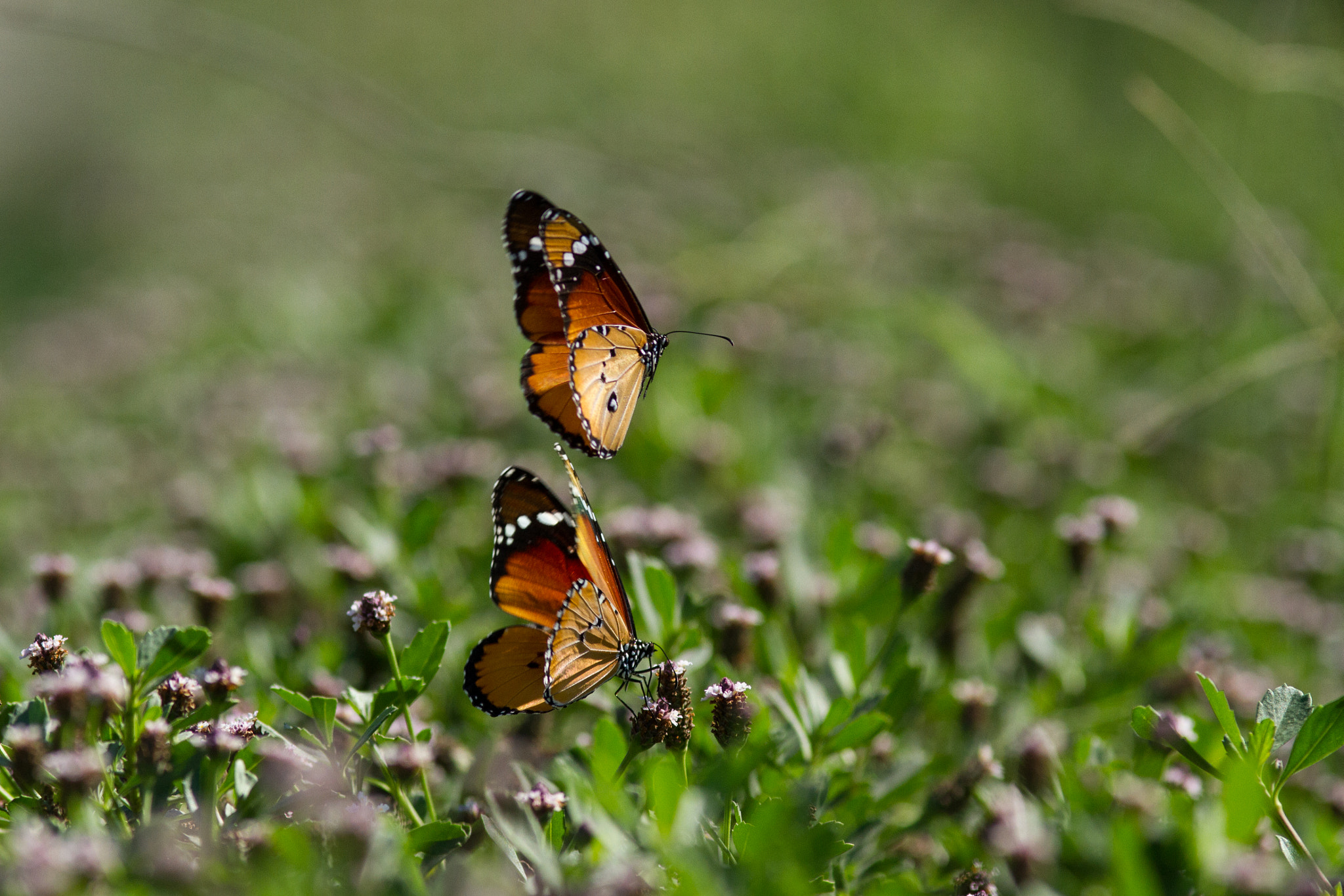 Canon EOS 7D + Canon EF 200mm F2.8L II USM sample photo. Saritkr-2623.jpg photography