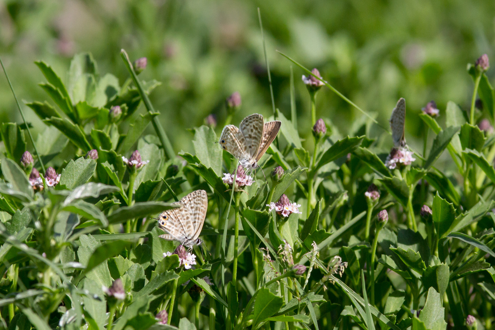 Canon EOS 7D + Canon EF 200mm F2.8L II USM sample photo. Saritkr_2953.jpg photography
