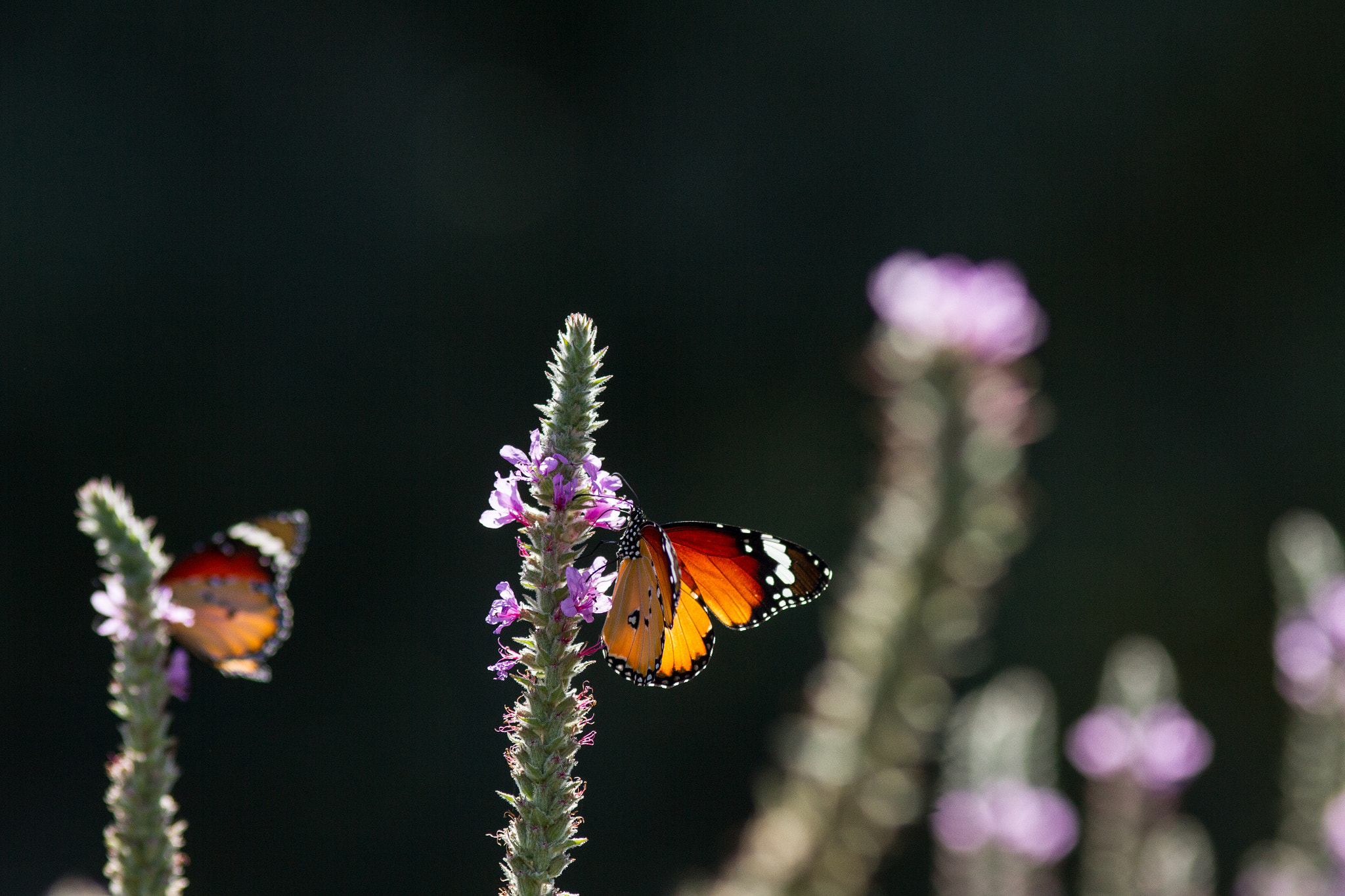 Canon EOS 7D + Canon EF 200mm F2.8L II USM sample photo. Saritkr-2822.jpg photography