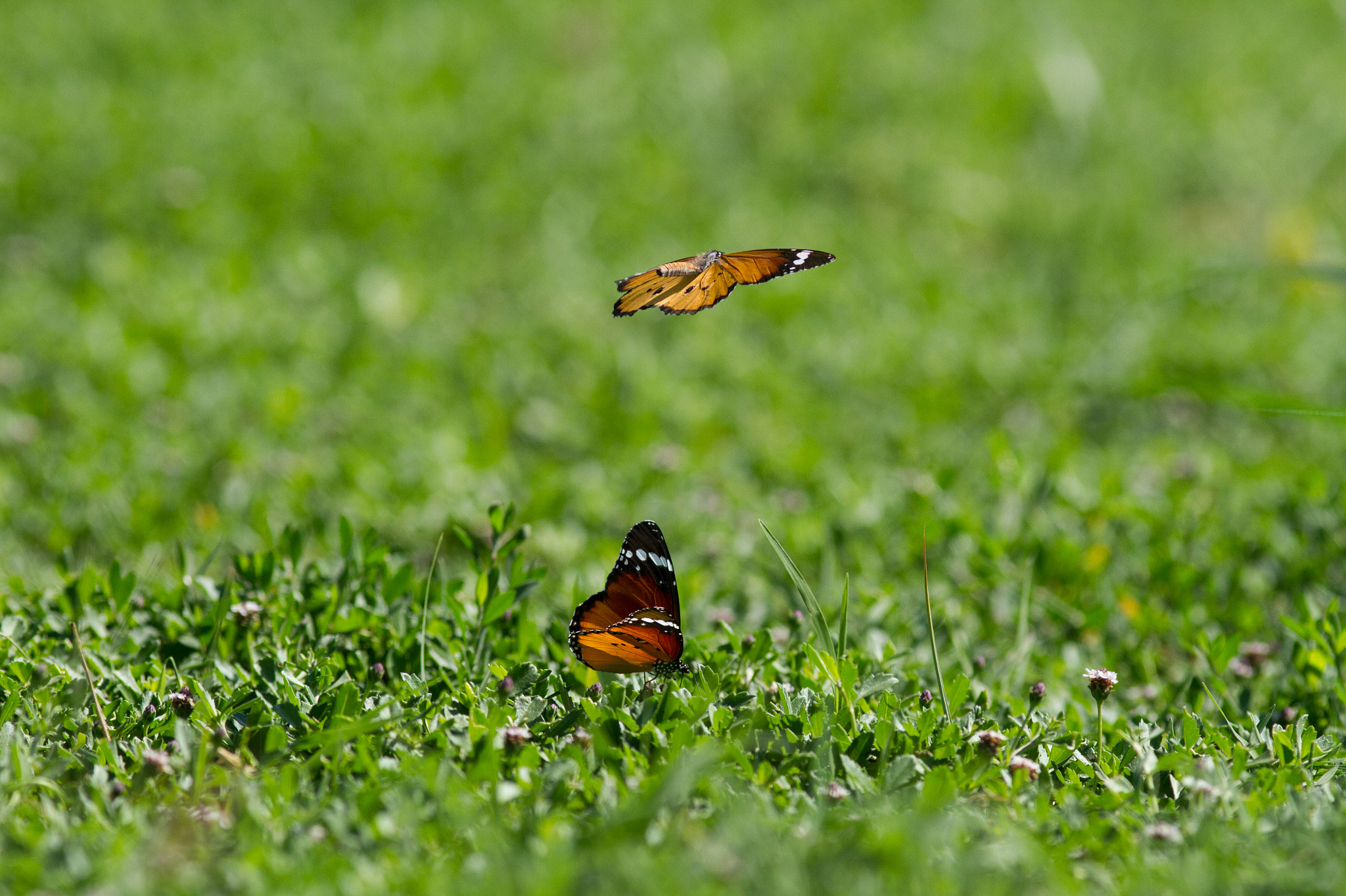 Canon EOS 7D + Canon EF 200mm F2.8L II USM sample photo. Saritkr-2737.jpg photography