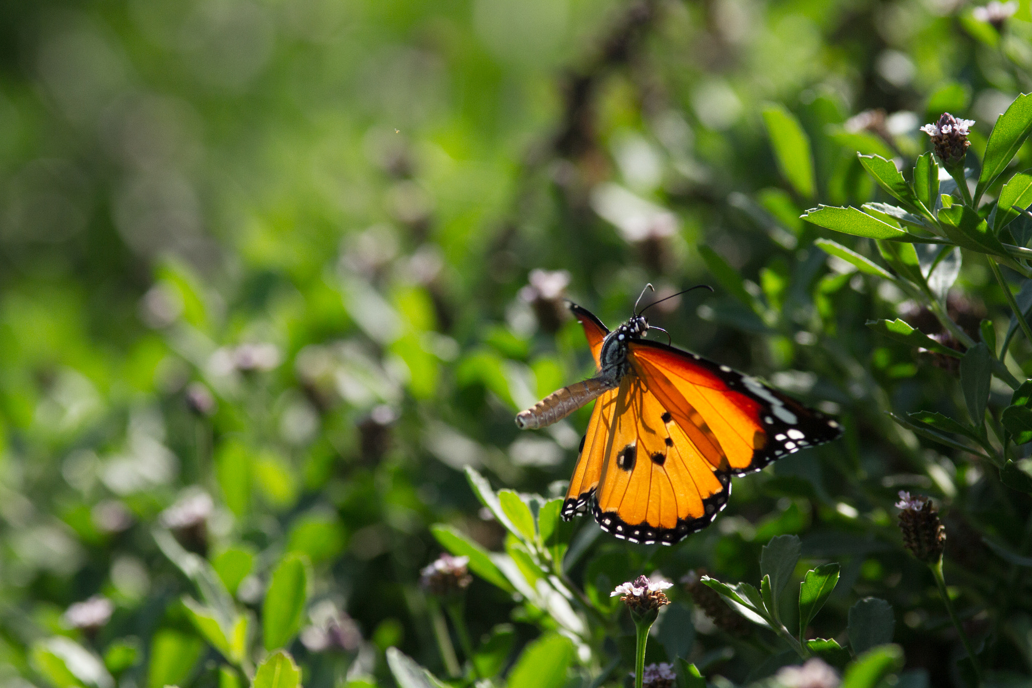 Canon EOS 7D + Canon EF 200mm F2.8L II USM sample photo. Saritkr-2660.jpg photography