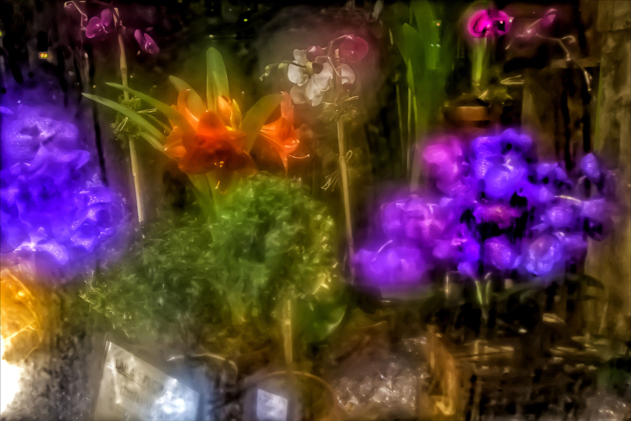 Canon EF 20mm F2.8 USM sample photo. Florist window winter night photography