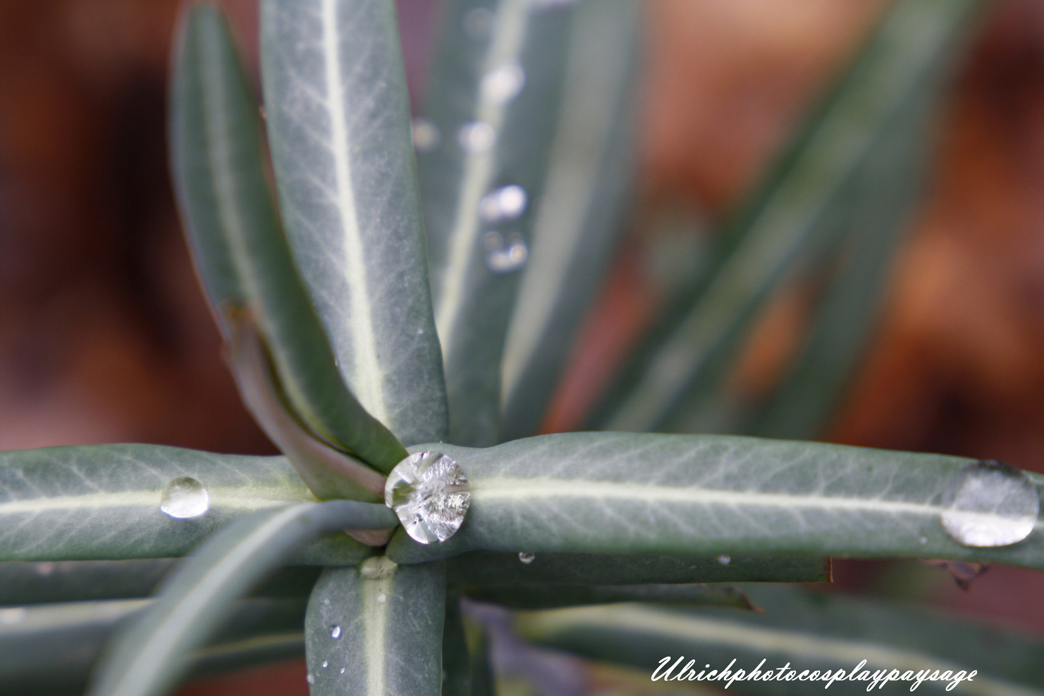 Canon EF 24-105mm F3.5-5.6 IS STM sample photo. Goutte d'eau sur feuille photography