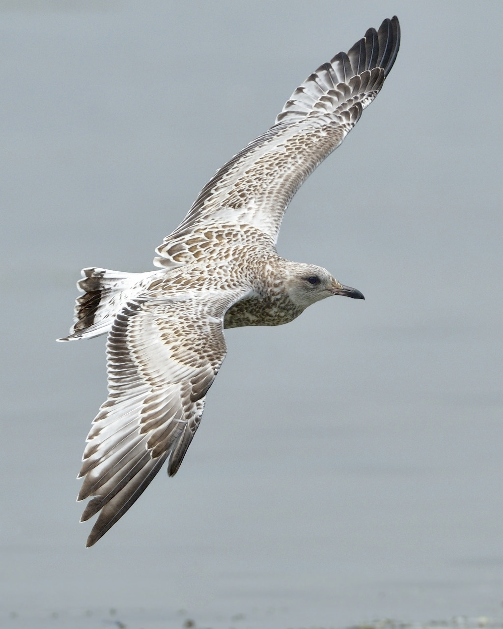 Nikon AF-S Nikkor 500mm F4D ED-IF II sample photo. Nikon d300 / afs-500mm f/4 / tc14e-ii photography