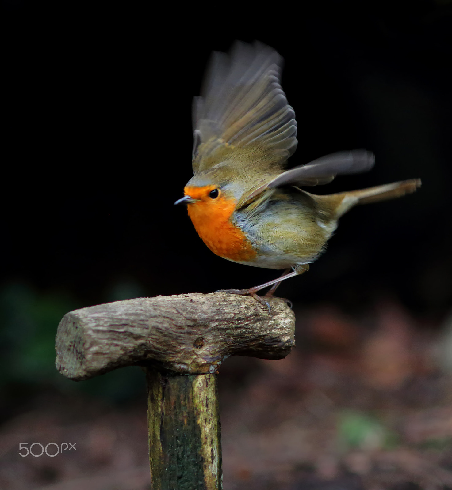 Canon EOS 7D + Canon EF 200mm F2.8L II USM sample photo. Landing robin photography
