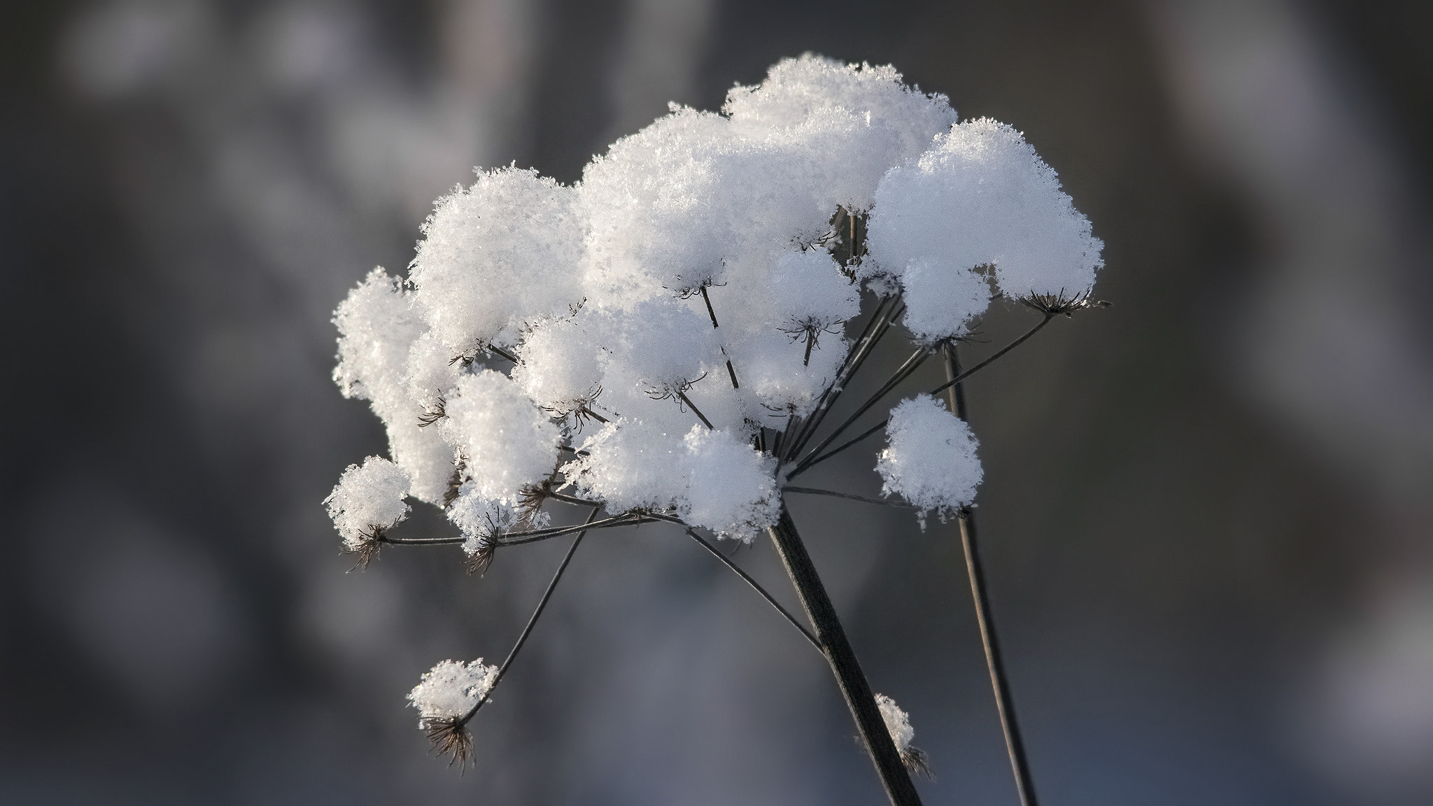 Sigma 150-500mm F5-6.3 DG OS HSM sample photo. Snow flower. photography