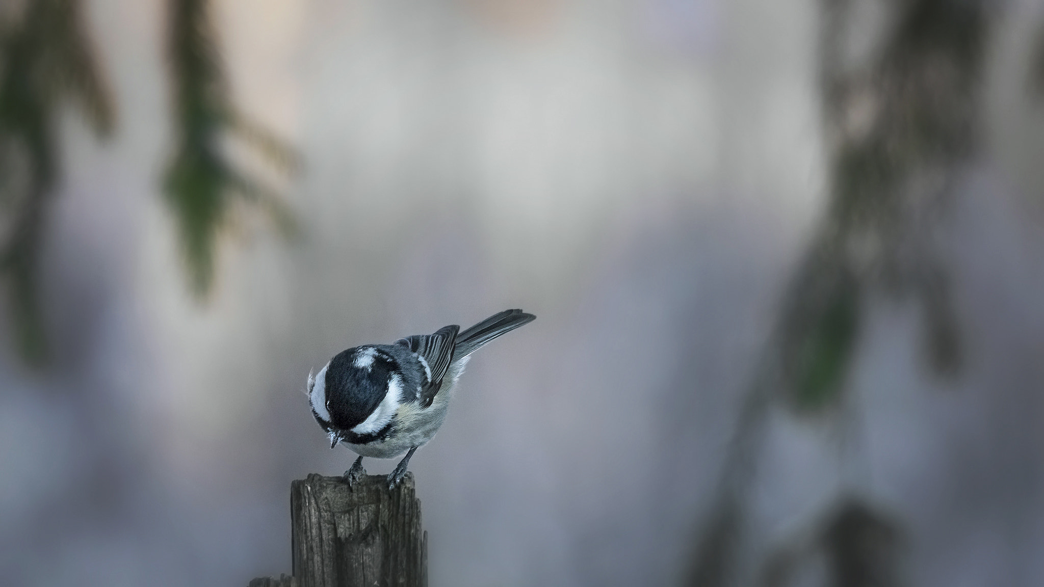 Sigma 150-500mm F5-6.3 DG OS HSM sample photo. Coal tit. photography