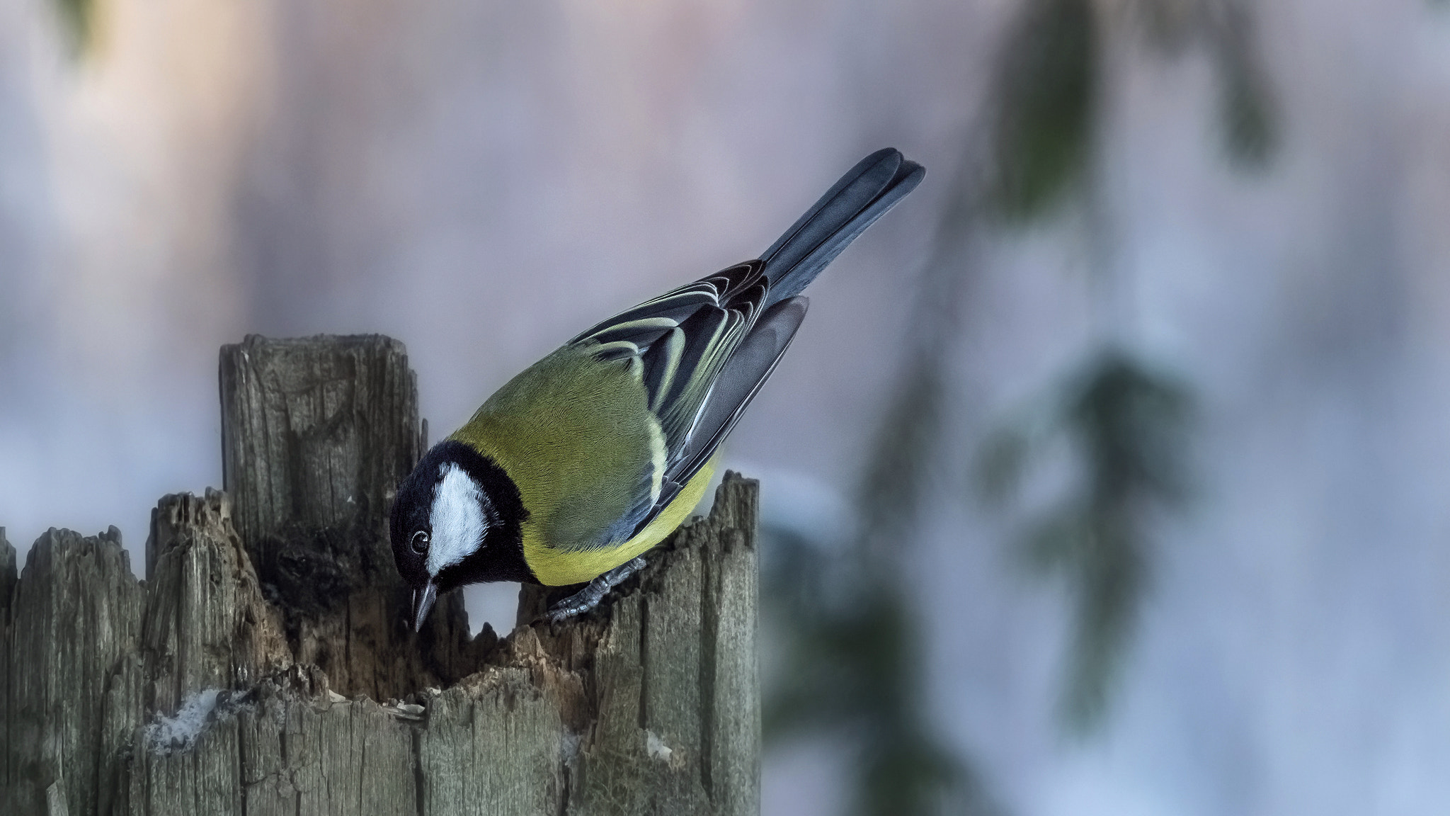 Sigma 150-500mm F5-6.3 DG OS HSM sample photo. Great tit. photography