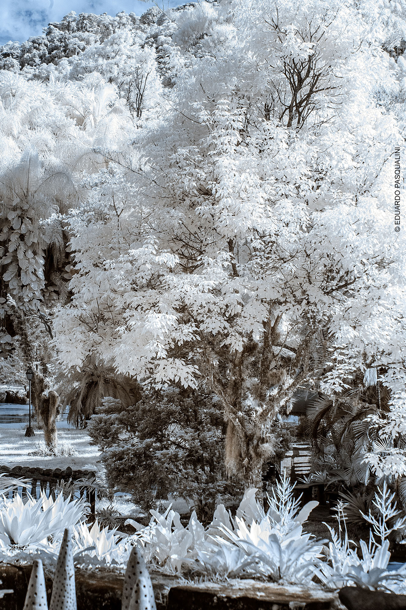 Canon EOS 30D + Canon EF 70-300mm F4-5.6 IS USM sample photo. Infrared garden photography
