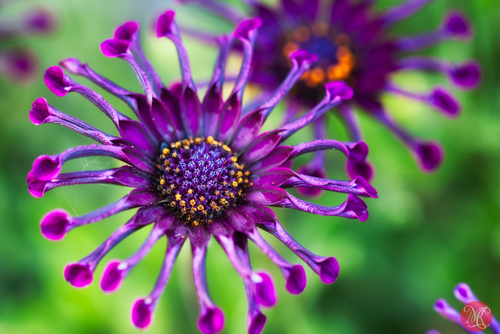 Canon EOS 40D + Canon EF 100mm F2.8L Macro IS USM sample photo. A daisy a day takes the blues away.. photography