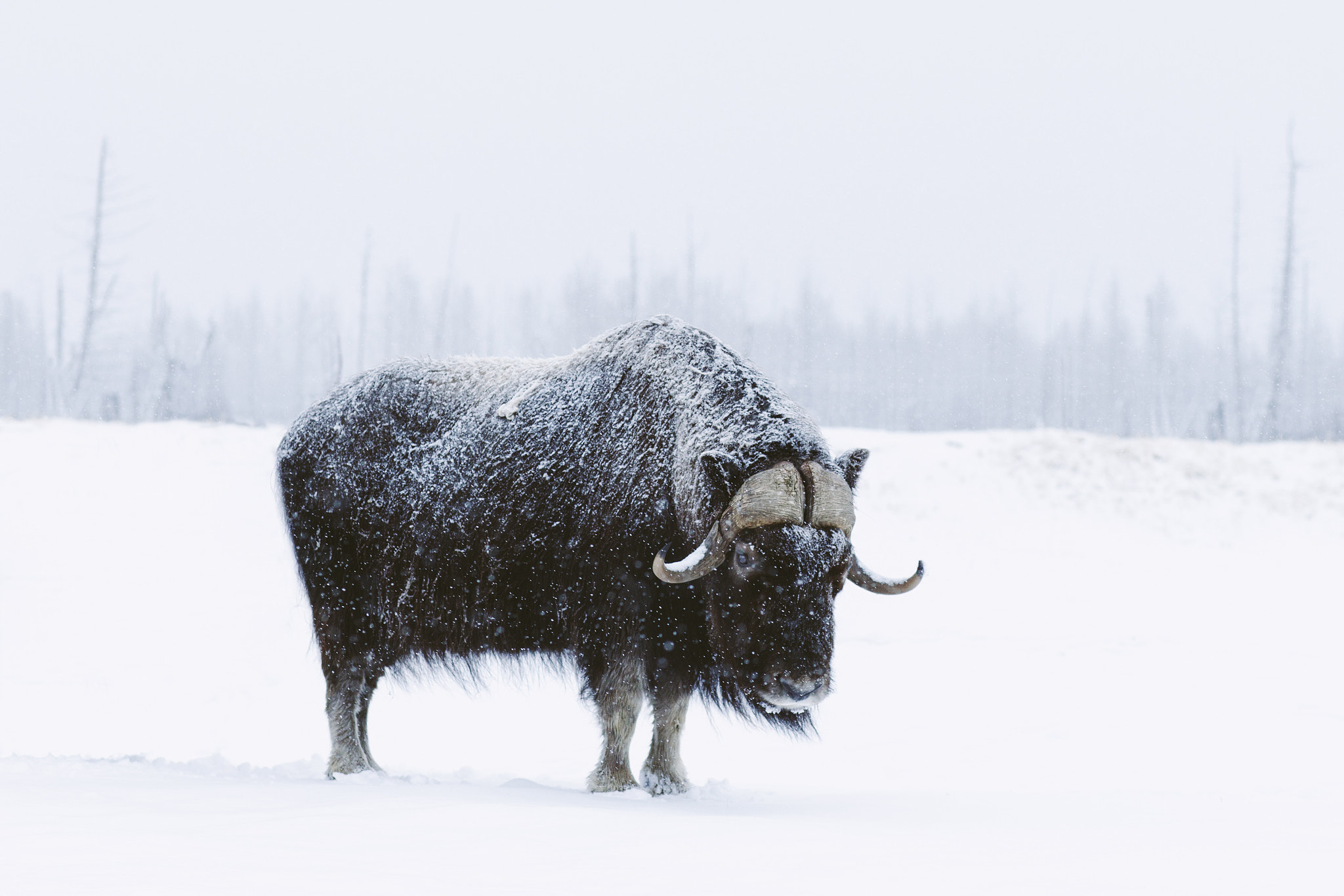 Canon EF 85mm F1.2L II USM sample photo. Arctic survivor photography