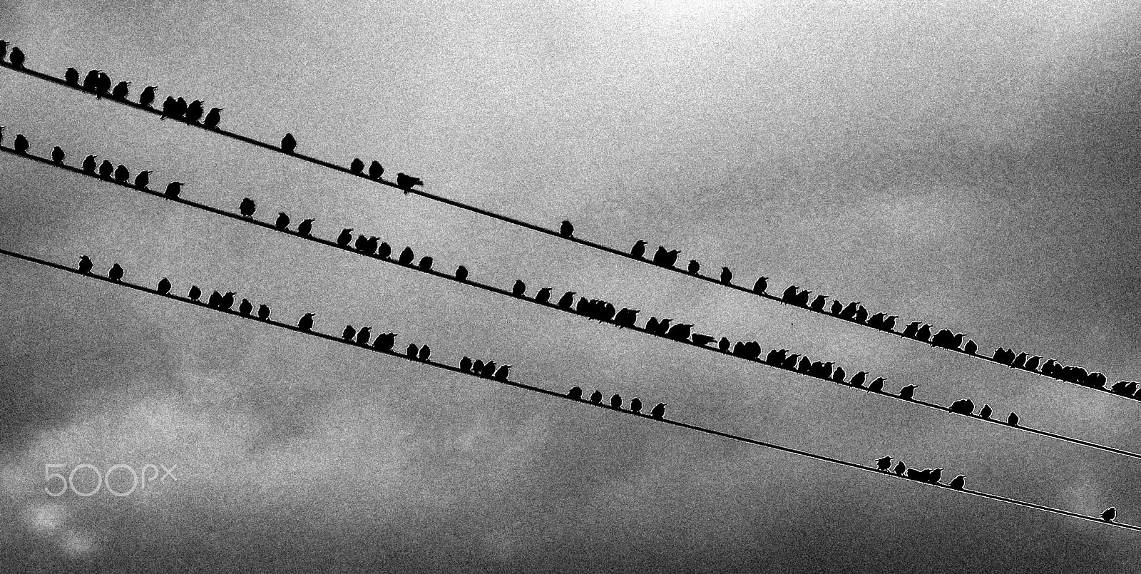 Nikon D800 + AF Nikkor 180mm f/2.8 IF-ED sample photo. The birds... photography