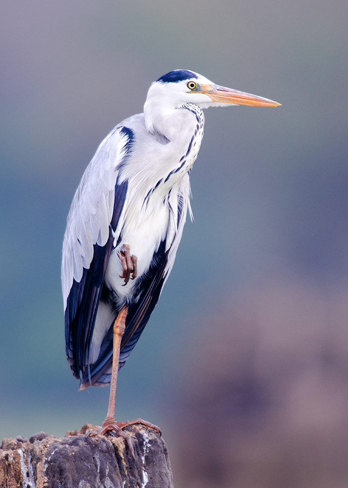 Nikon D7000 + Nikon AF-S Nikkor 500mm F4G ED VR sample photo. Grey heron photography