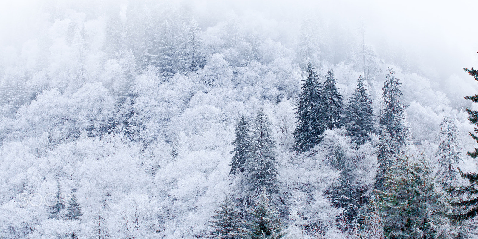 Canon EF 70-210mm f/4 sample photo. Mid winter silence photography