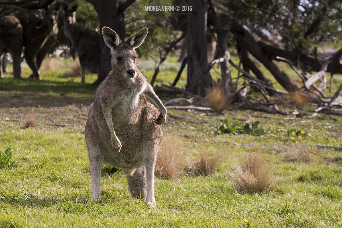 Canon EF 70-200mm F4L USM sample photo. Melbourne photography