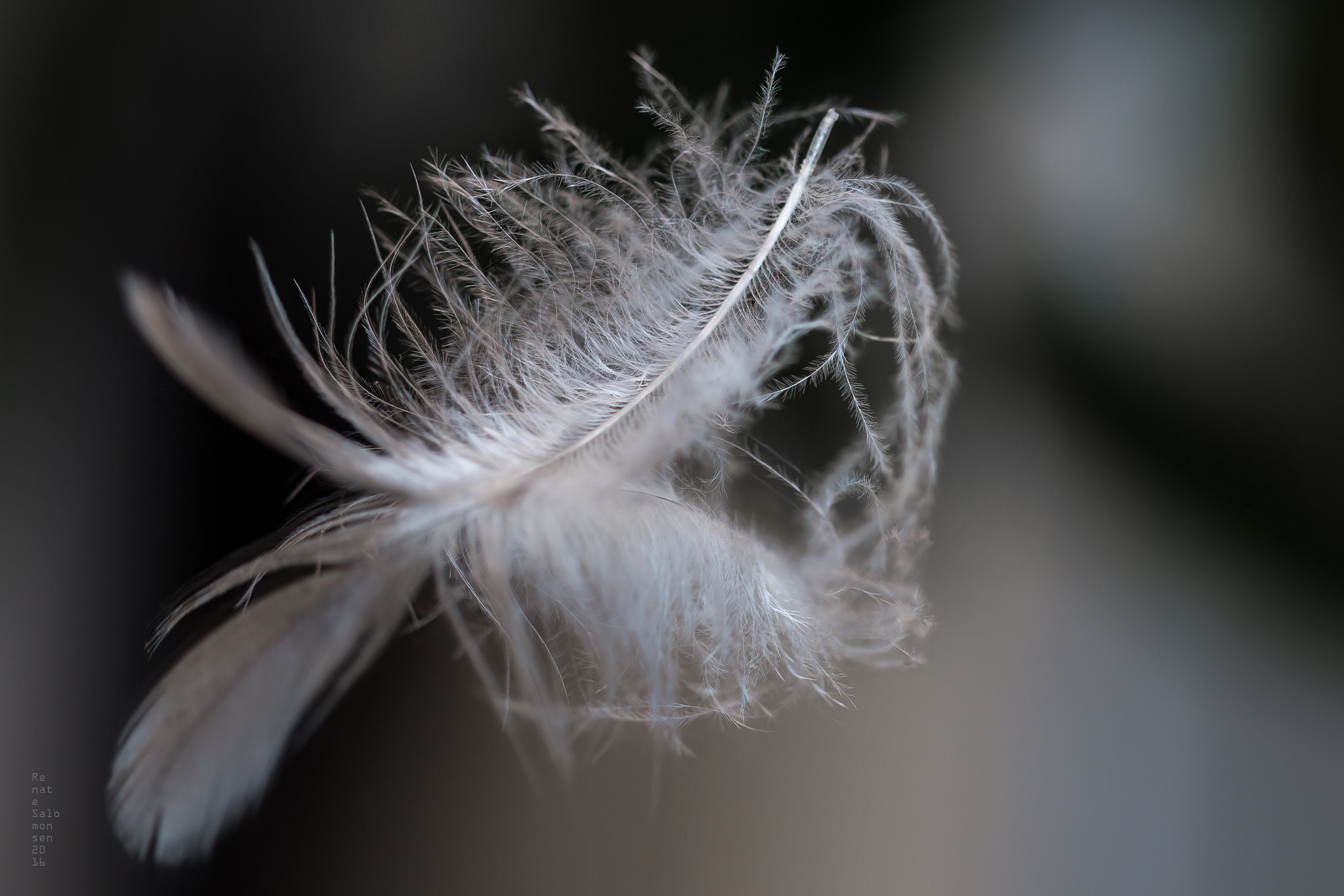 Canon EOS 700D (EOS Rebel T5i / EOS Kiss X7i) + Canon EF 100mm F2.8 Macro USM sample photo. "....floating in mid air.." photography