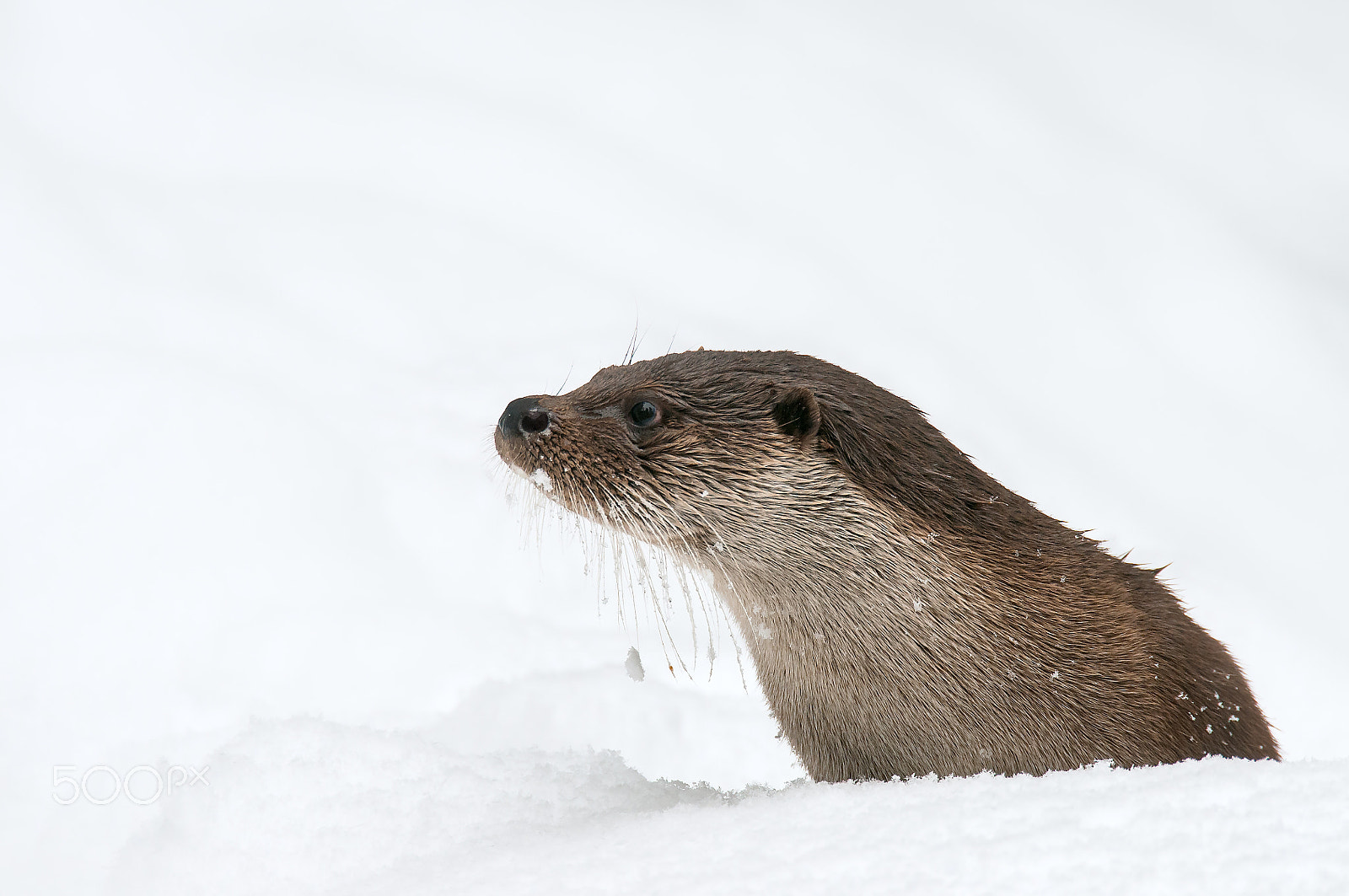 Sigma 120-300mm F2.8 EX DG HSM sample photo. Otter in the snow photography
