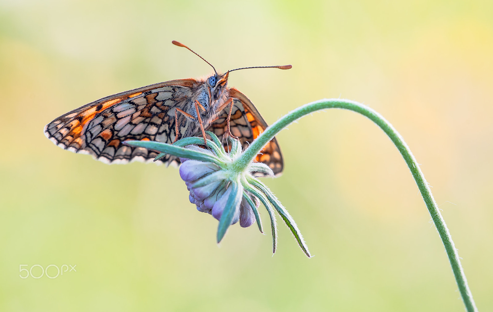 Sigma 150mm F2.8 EX DG Macro HSM sample photo. Sunbathing photography