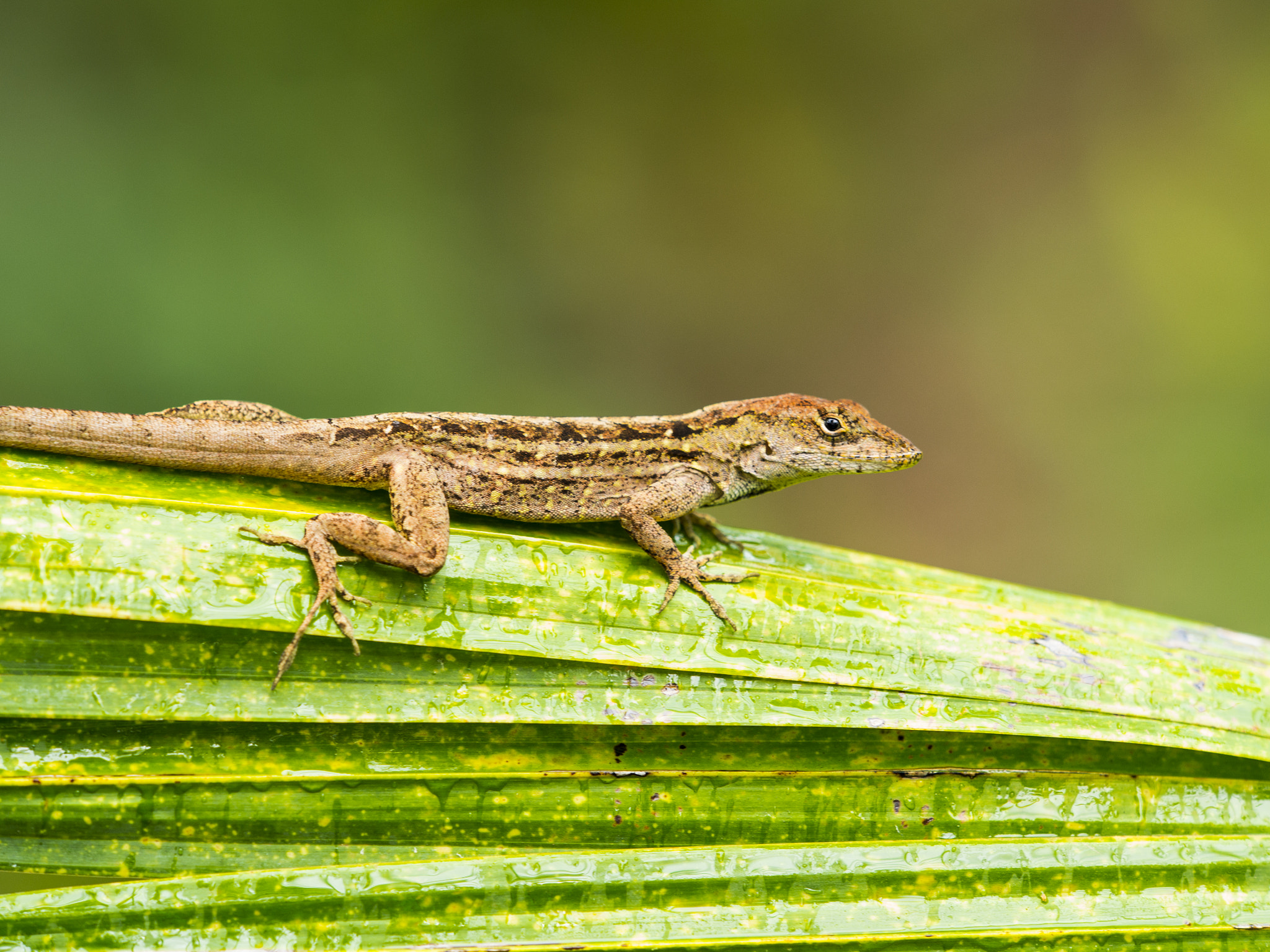 Panasonic Lumix DMC-GH3 + Olympus M.Zuiko Digital ED 40-150mm F2.8 Pro sample photo. Lizard photography