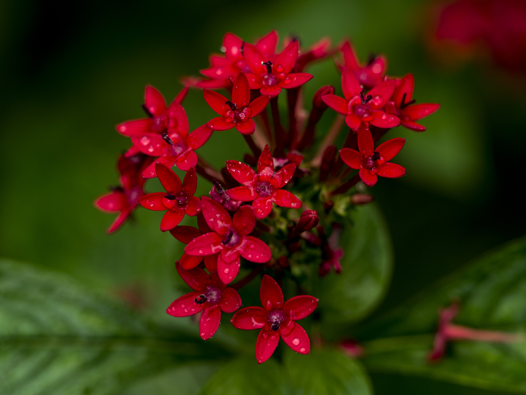 Panasonic Lumix DMC-GH3 + Olympus M.Zuiko Digital ED 40-150mm F2.8 Pro sample photo. Red flower photography