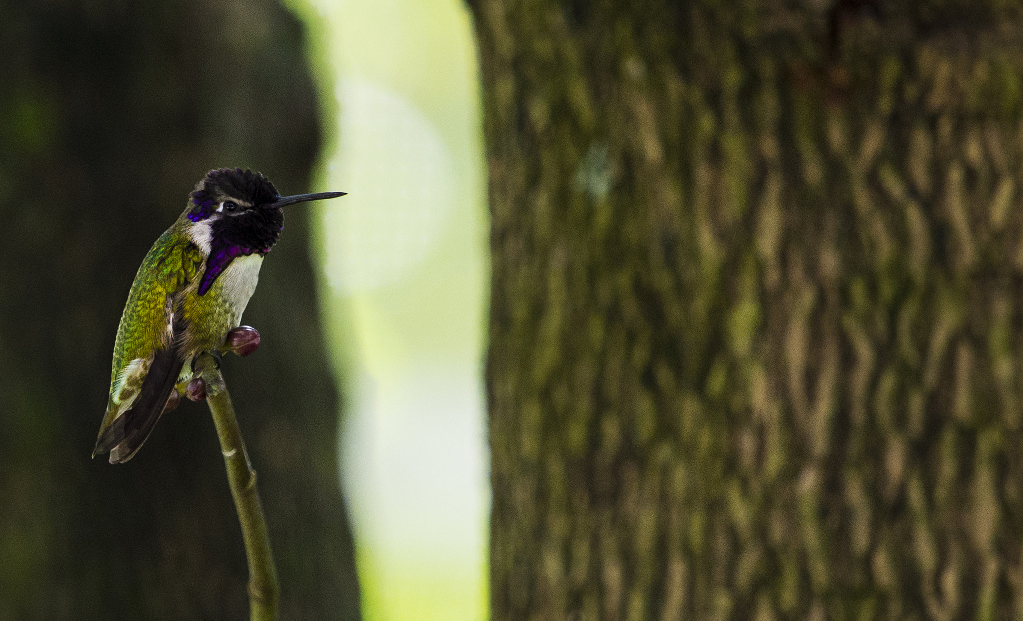 Panasonic Lumix DMC-GH3 + Olympus M.Zuiko Digital ED 40-150mm F2.8 Pro sample photo. Hummingbird 2 photography