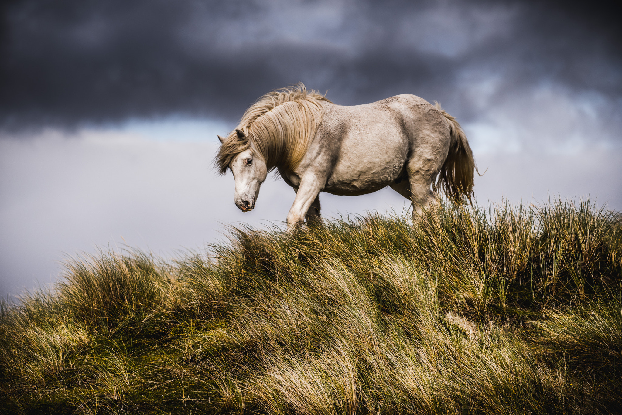 AF-S Zoom-Nikkor 80-200mm f/2.8D IF-ED sample photo. Wild horse of luskentyre photography
