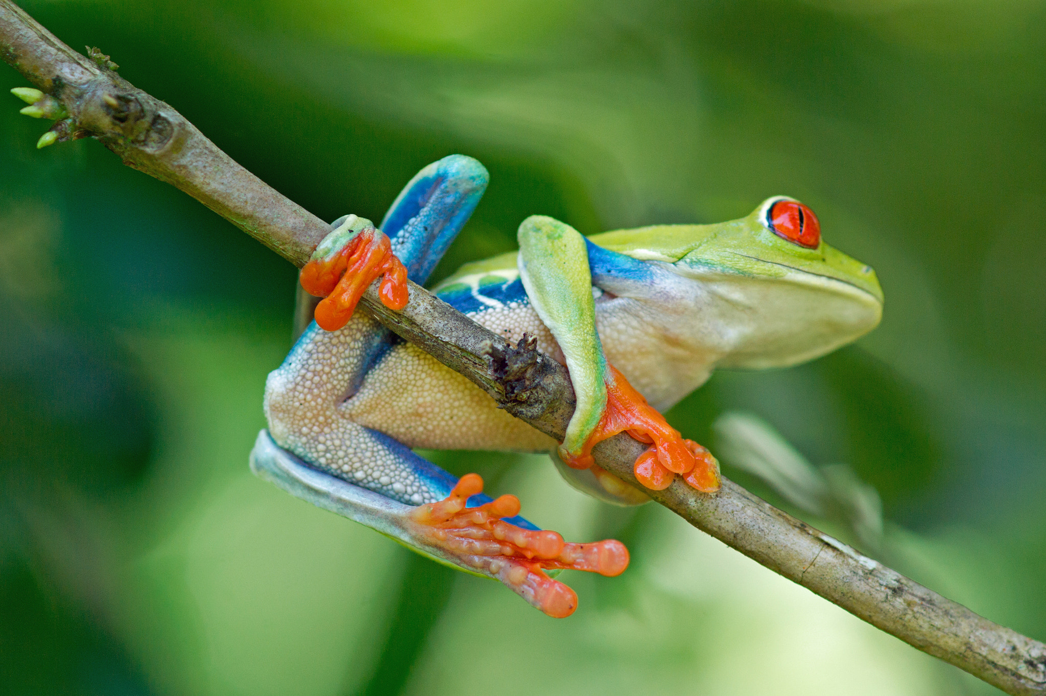 Sony Alpha DSLR-A550 + Sony 100mm F2.8 Macro sample photo. Red eyed frog photography