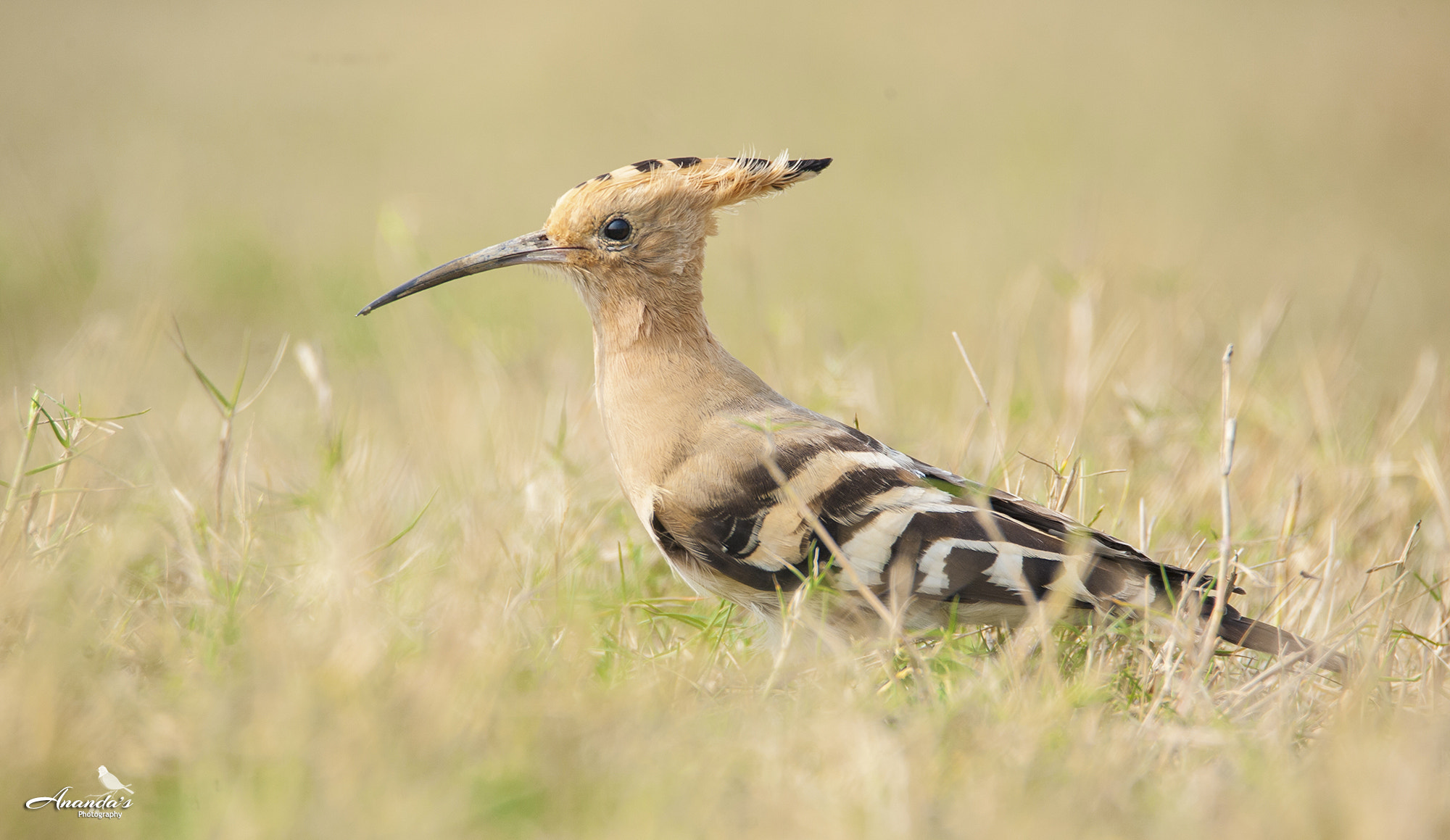 Tamron SP 150-600mm F5-6.3 Di VC USD sample photo. Common hoopoe photography