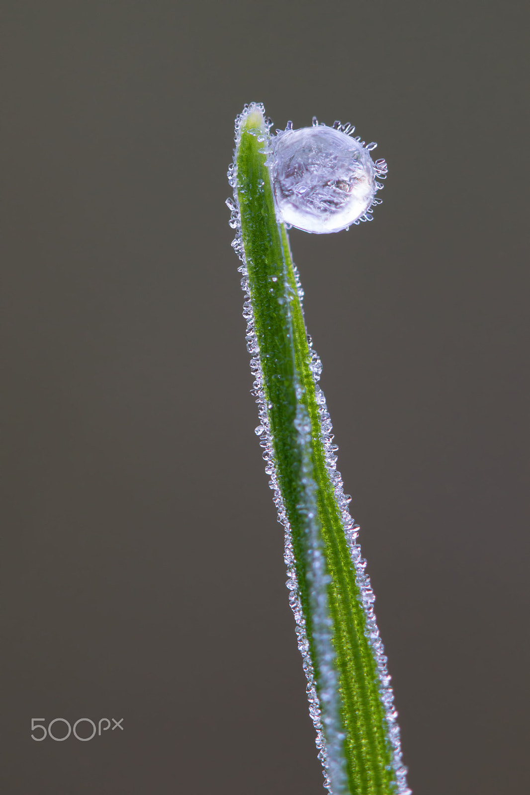 Canon EOS 600D (Rebel EOS T3i / EOS Kiss X5) + Canon EF 100mm F2.8 Macro USM sample photo. Frosted dew photography