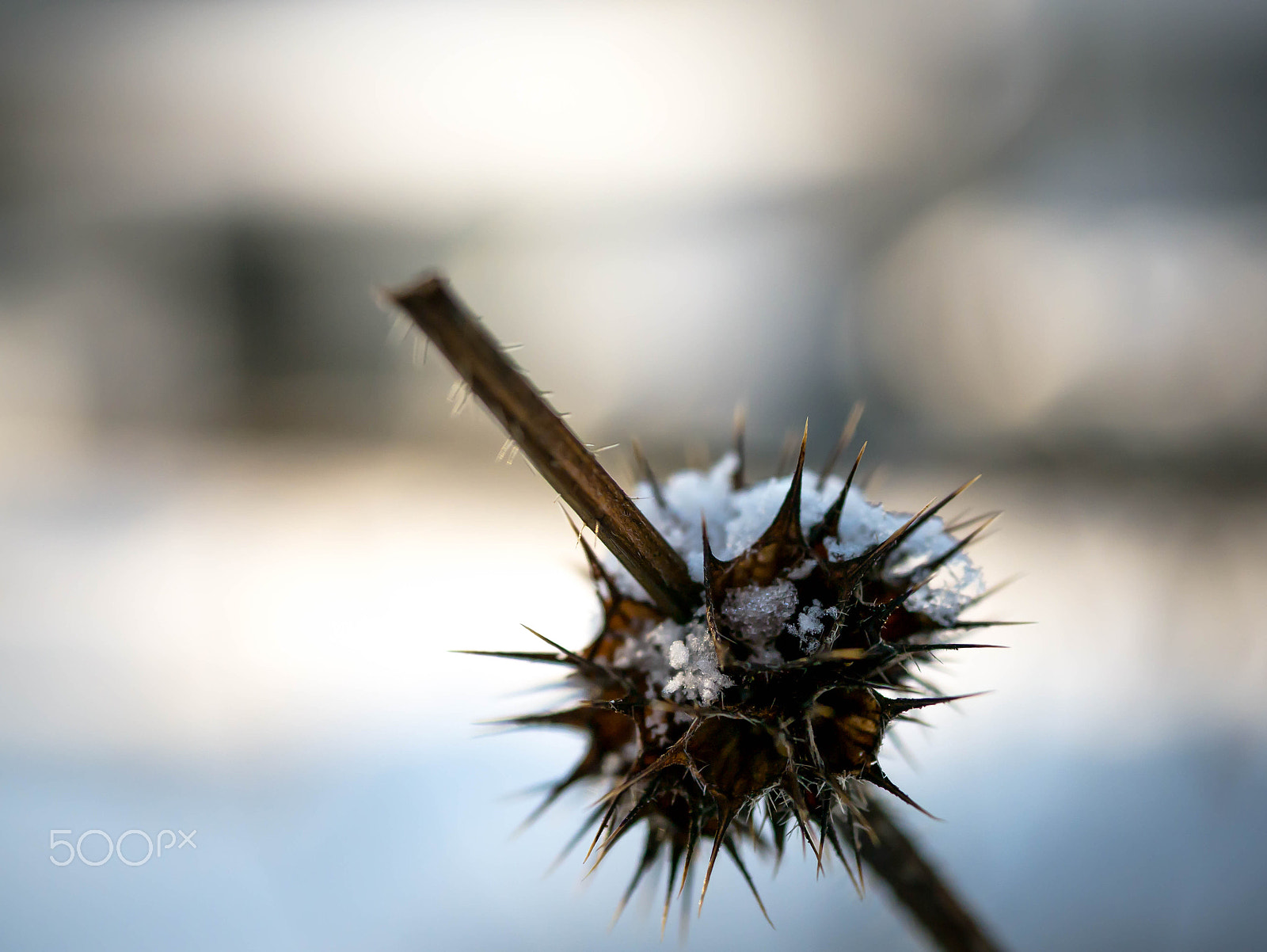 Panasonic DMC-G70 + Panasonic Lumix G Macro 30mm F2.8 ASPH Mega OIS sample photo. Makro snow plant photography