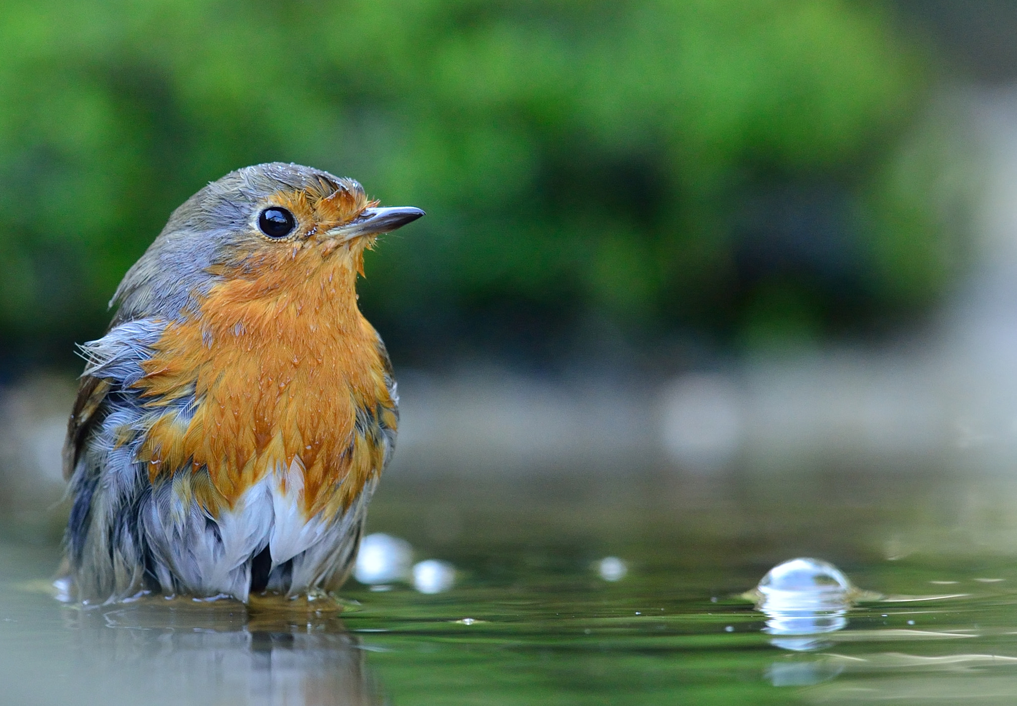 Nikon AF-S Nikkor 400mm F2.8D ED-IF II sample photo. Red robin taking a bath. photography